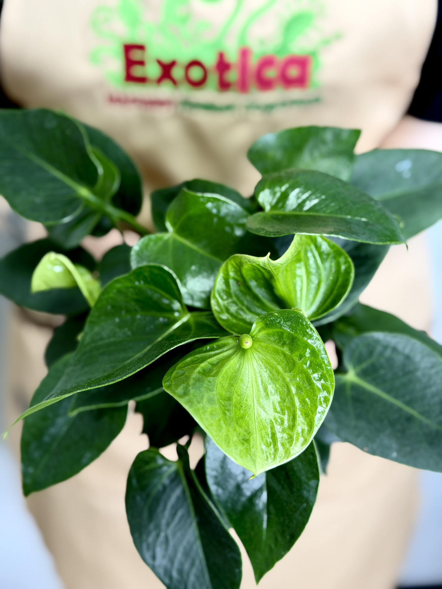 Антуриум Зелёный (Anthurium Andreanum Green) D9см