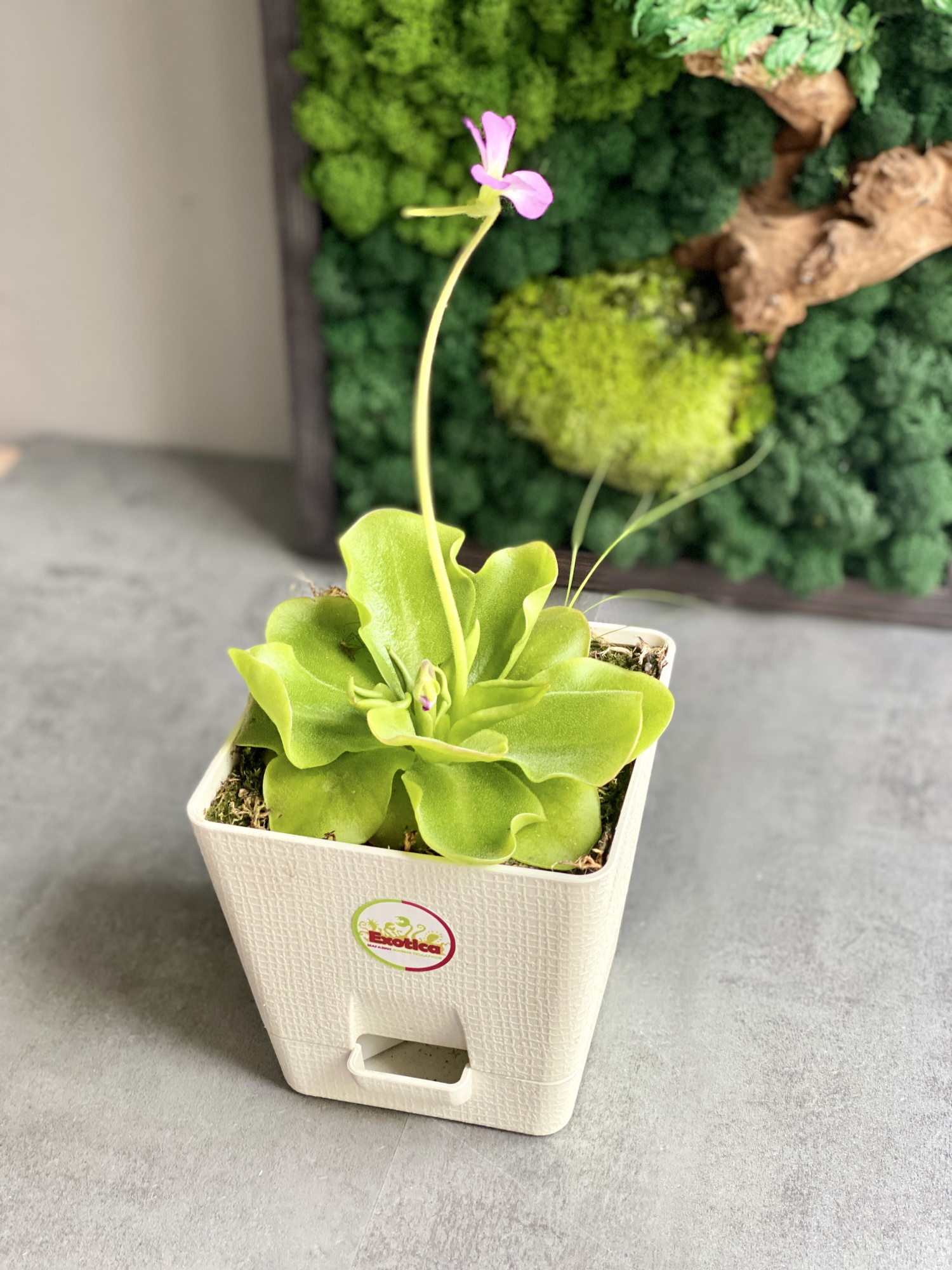 Жирянка Гватемала (Pinguicula Guatemala) D12см