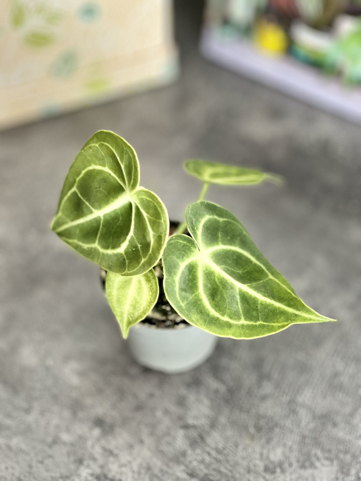 Антуриум Хрустальный, или Кристаллинум (Anthurium Crystallinum) D6см