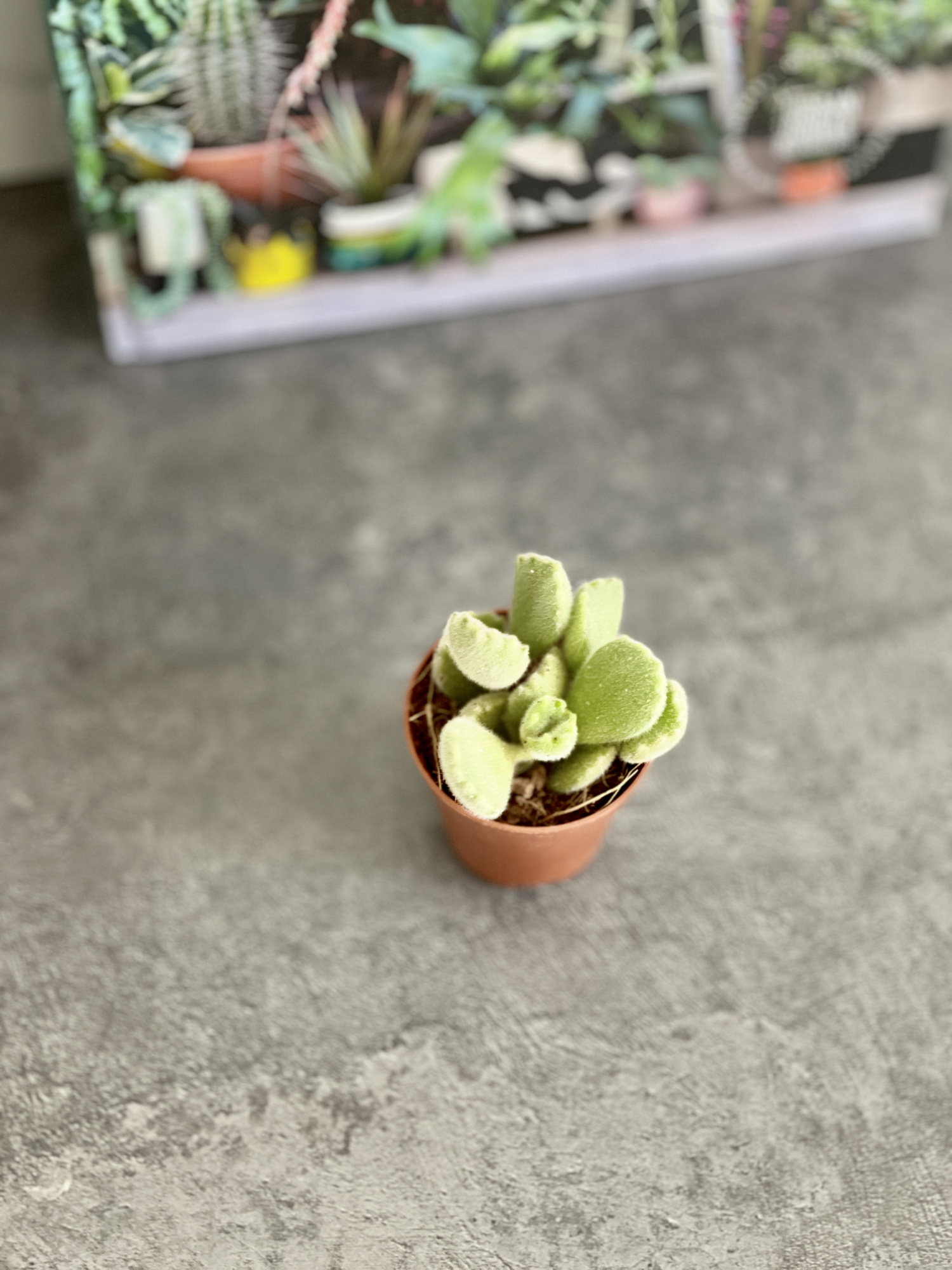 Котиледон Леди Смит (Cotyledon Ladismithiensis) D5см