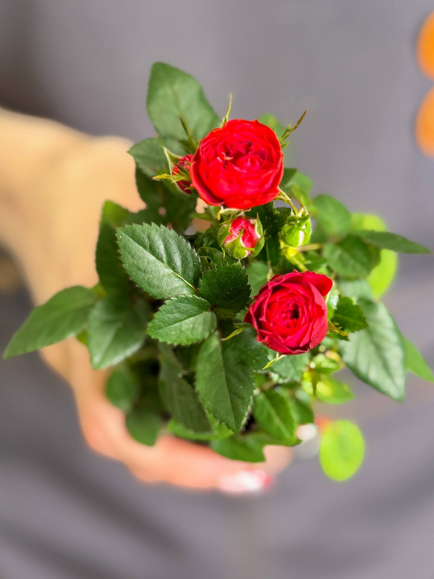 Роза Даника комнатная красная (Rosa Danica Red) D6см