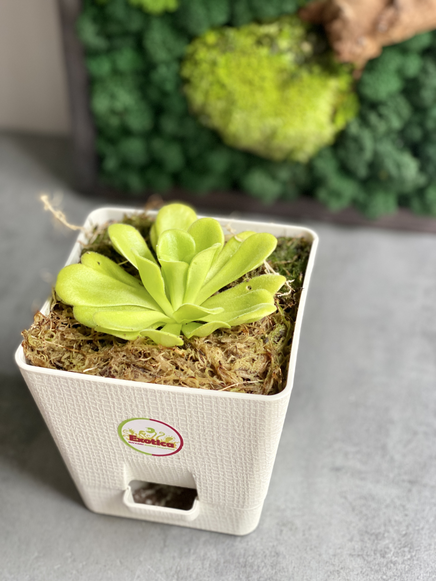 Жирянка Агната (Pinguicula Agnata) пересаженная D12см