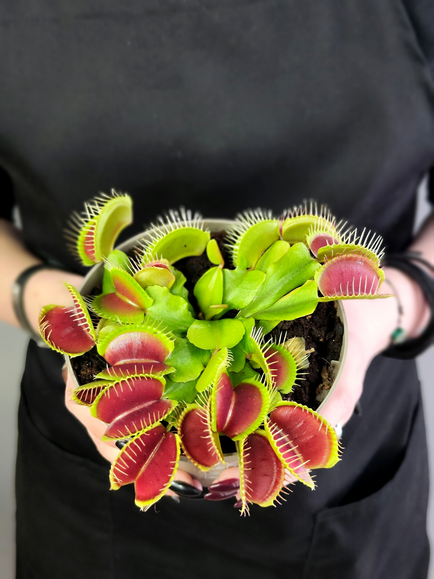 Венерина Мухоловка "Змей Горыныч" (Dionaea Muscipula) D12см