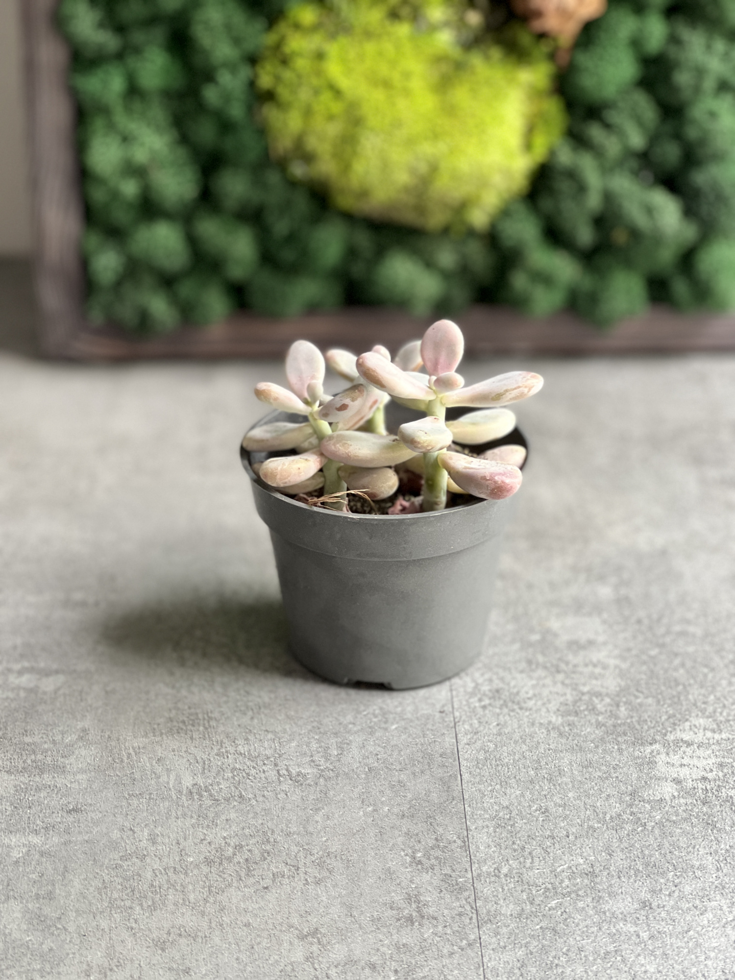 Пахифитум Овиферум Рубра (Pachyphytum Oviferum Rubra) D9см
