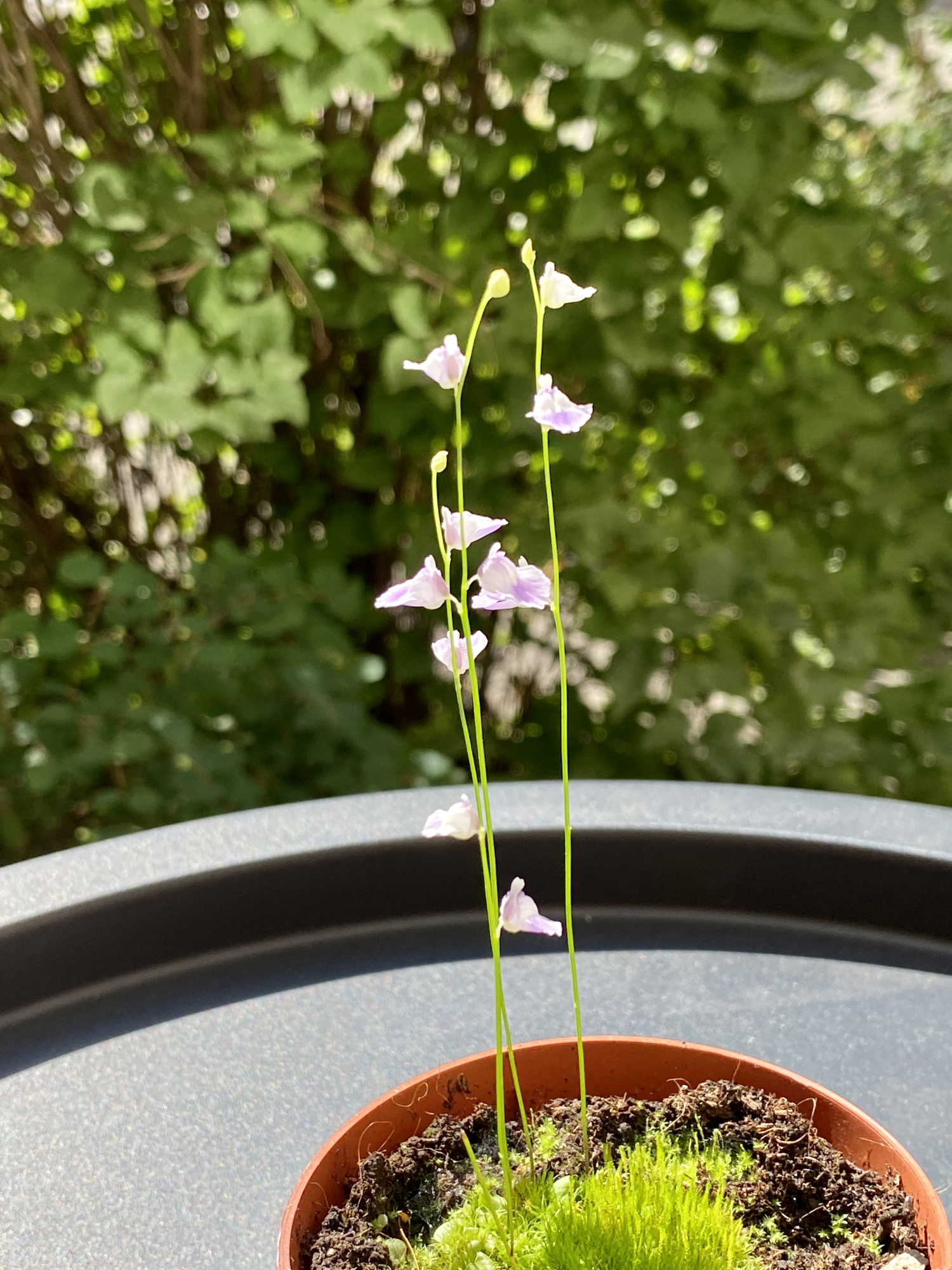 Пузырчатка Свинцовая, или Утрикулярия Ливида  (Utricularia Livida) D9см