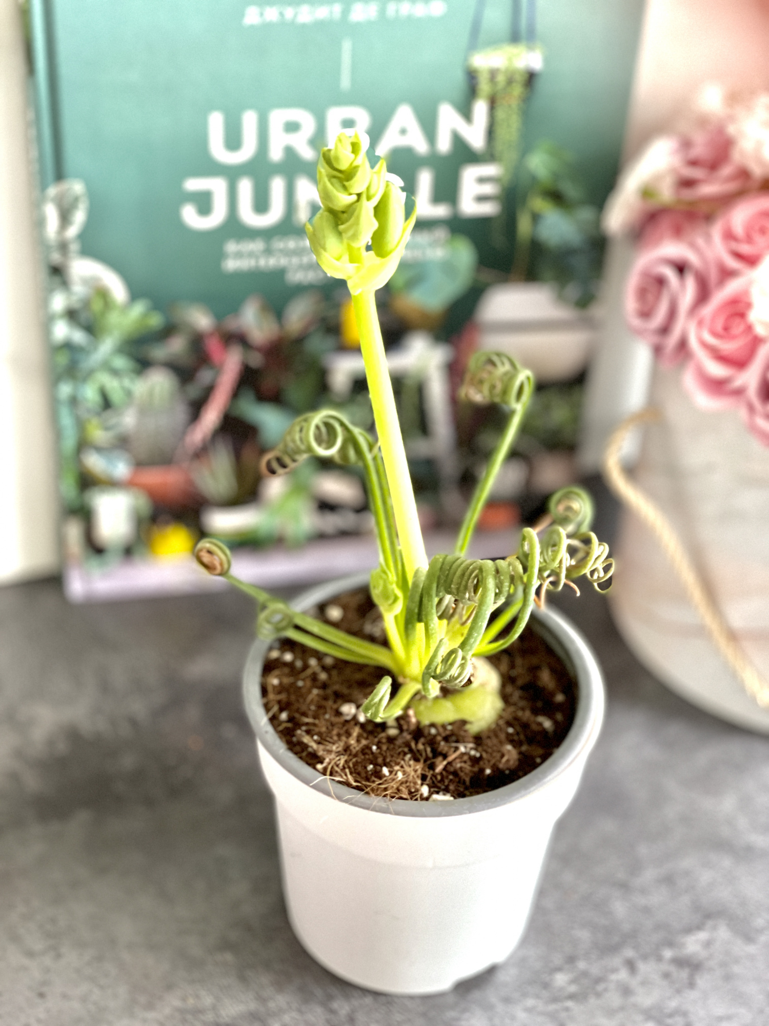 Альбука Спиральная (Albuca Spiralis) D12см