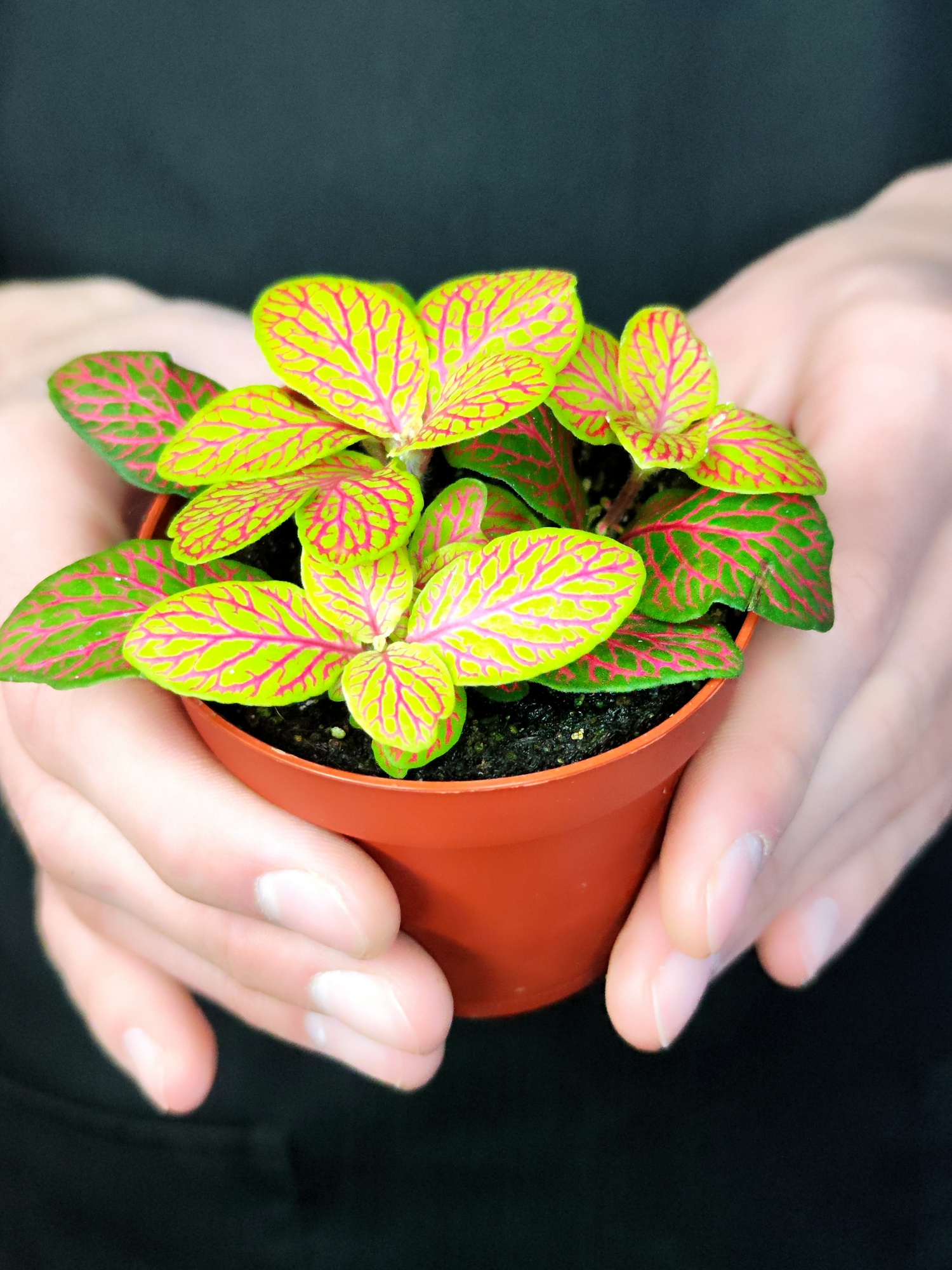 Фиттония Скелетон (Fittonia Skeleton) D8,5см