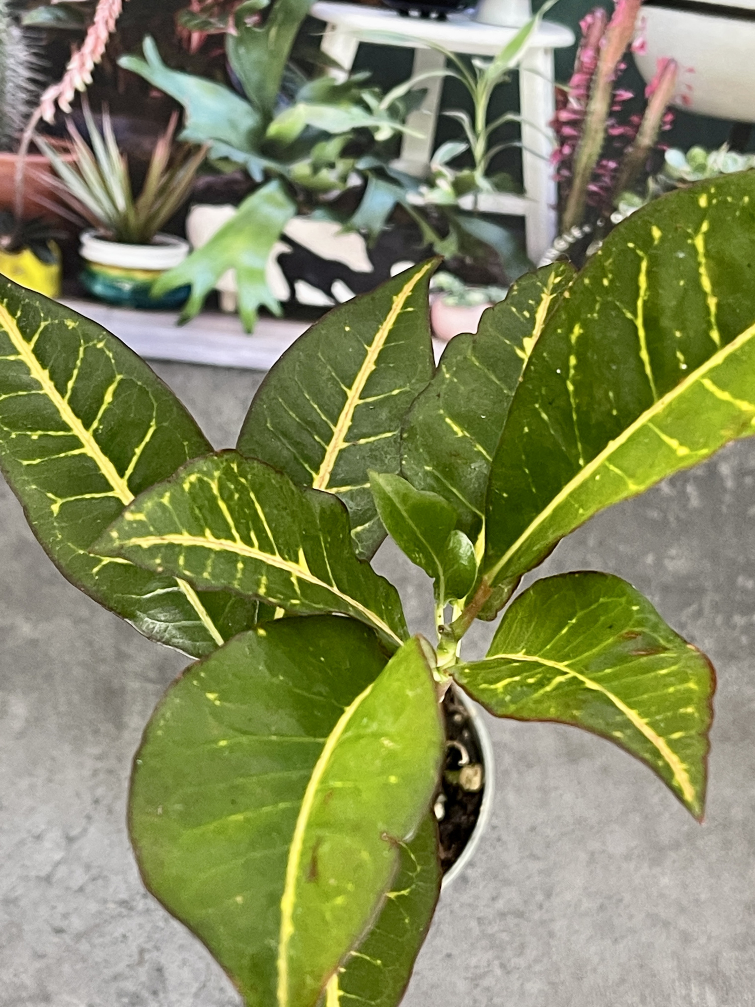 Кодиеум Петра Кейн (Codiaeum Petra Cane) D6см