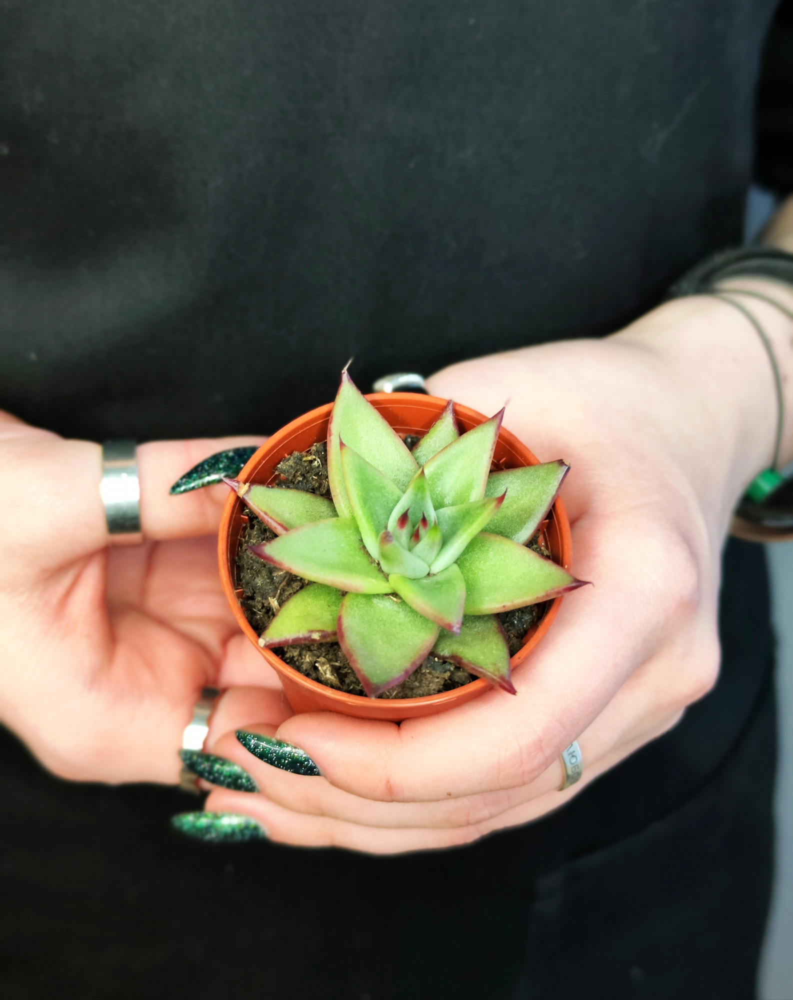 Эхеверия «Агавоидес Эбони» (Echeveria Agavoides Ebony) D5см