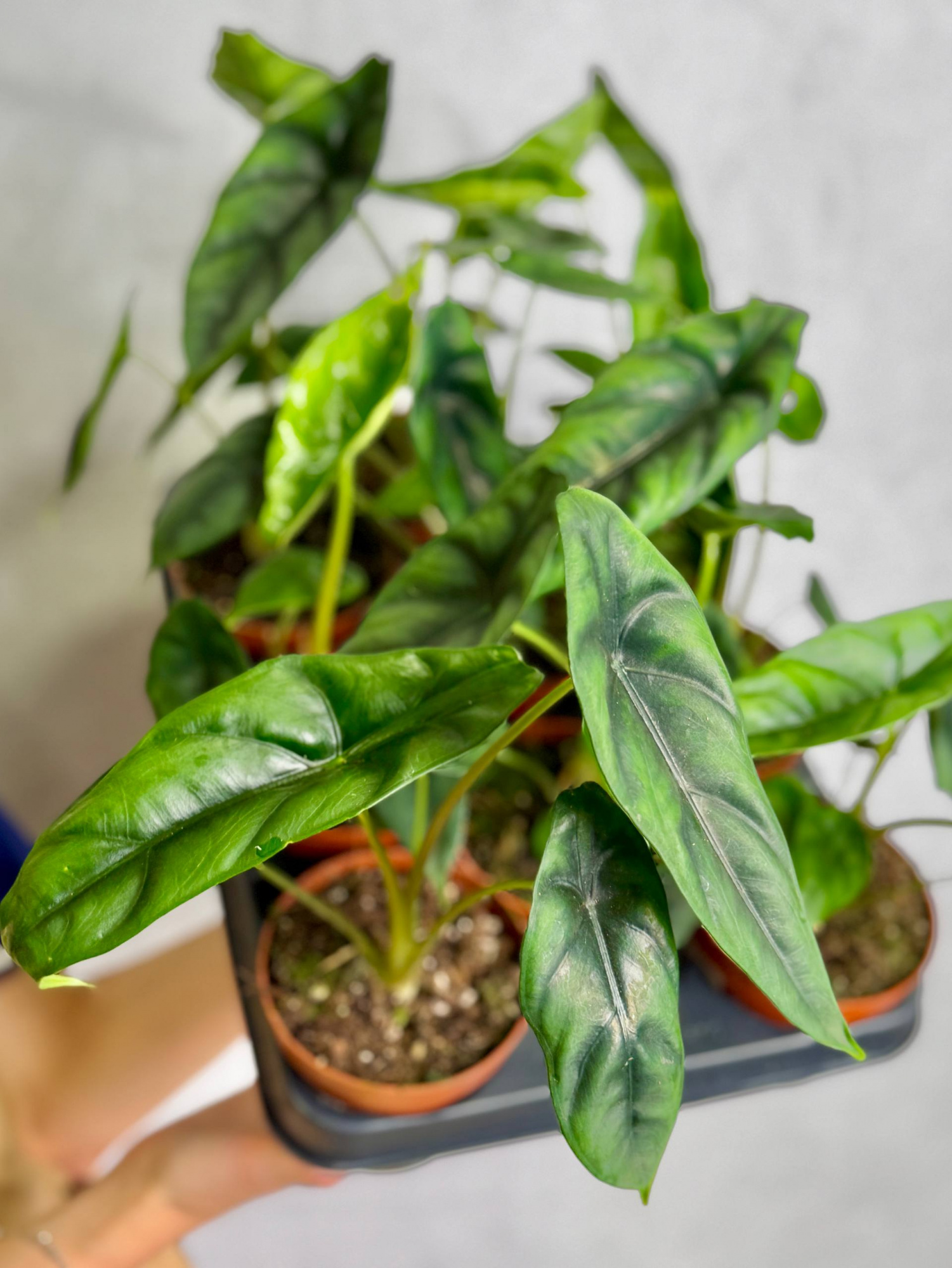 Алоказия Венуста (Alocasia Venusta) D8см