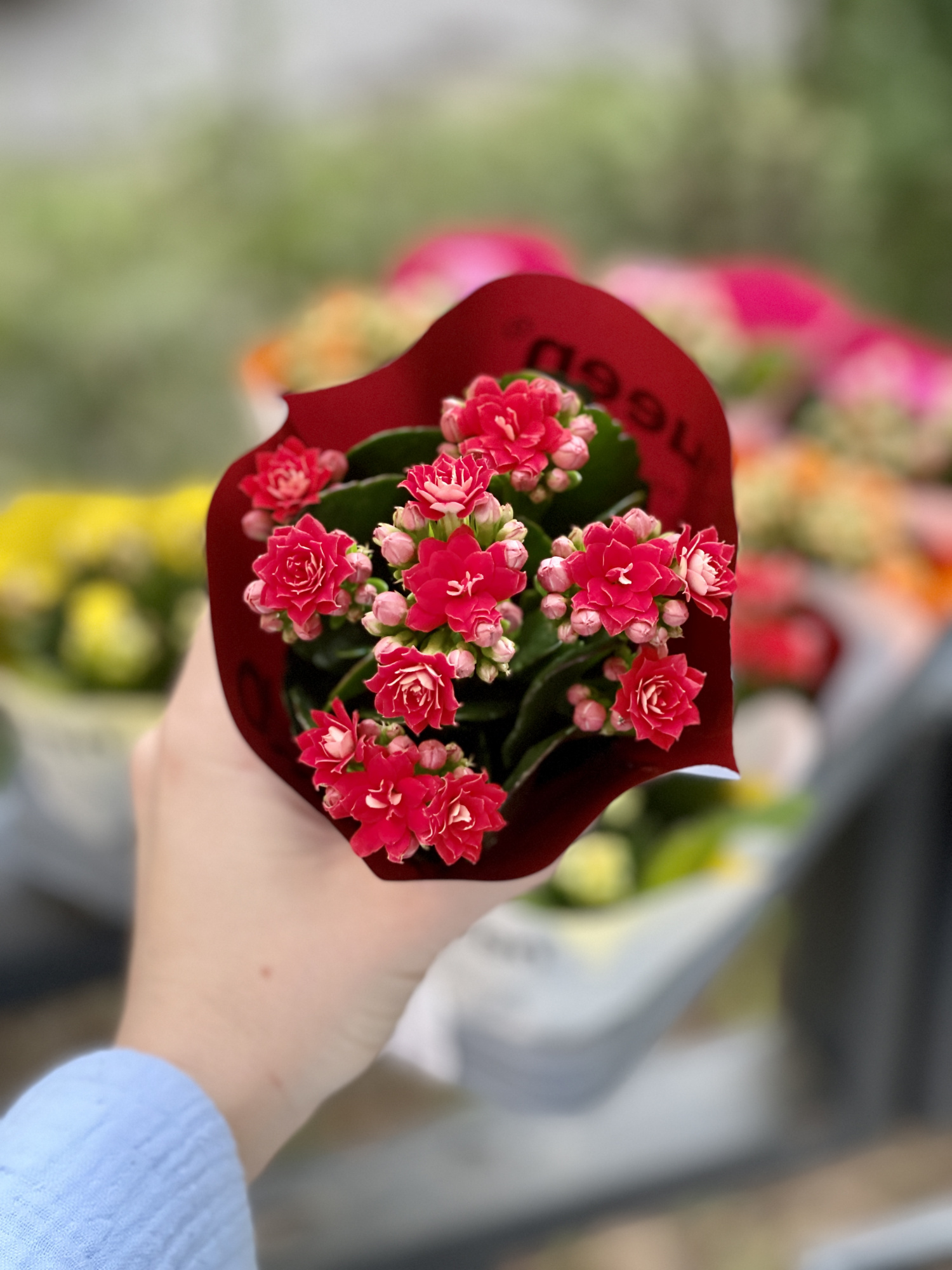 Каланхоэ Розалина Красная (Kalanchoe Rosalina Red) D6см