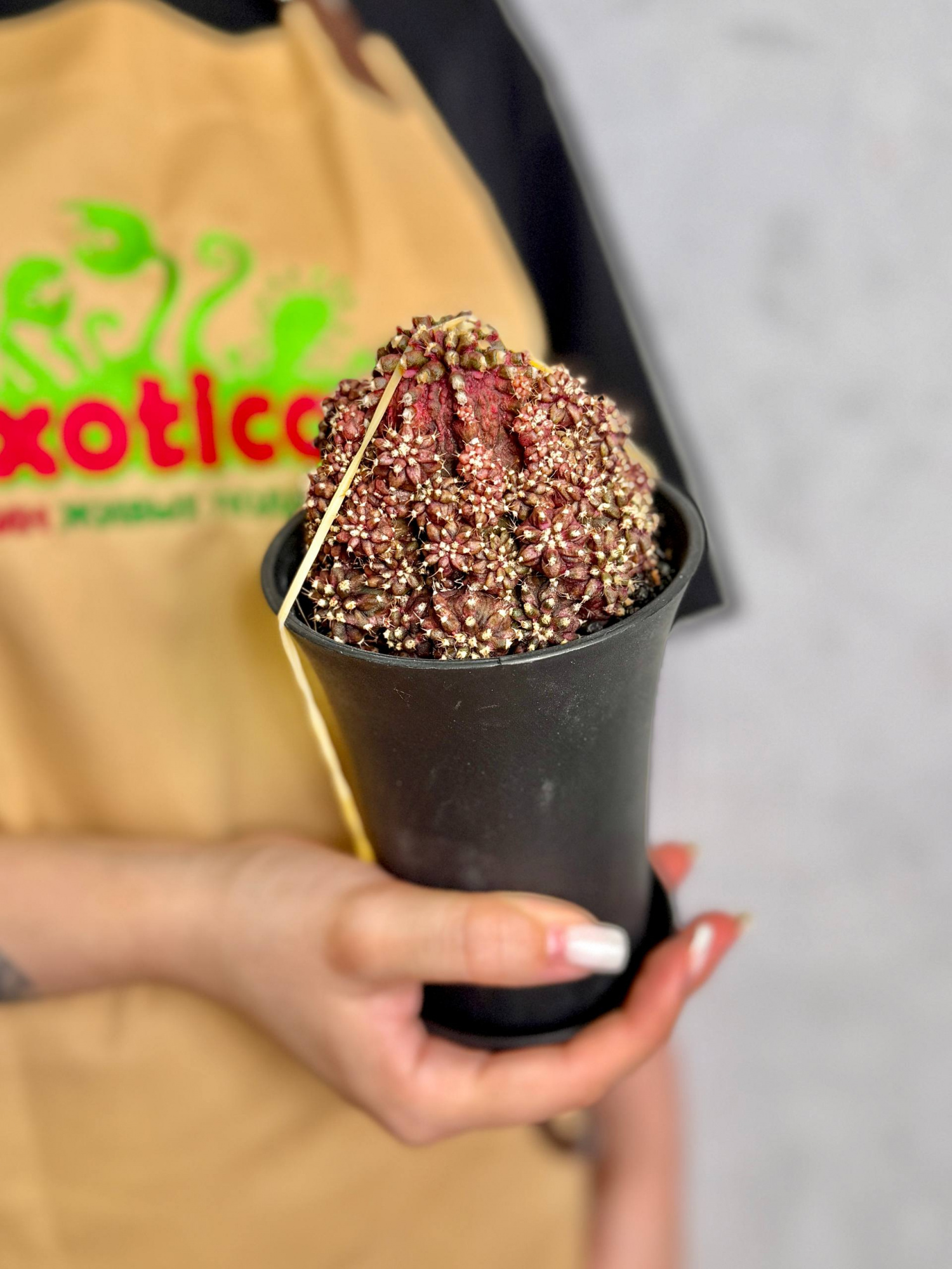 Гимнокалициум Михановича Ти-Рекс (Gymnocalycium Godji T-Rex) D10см