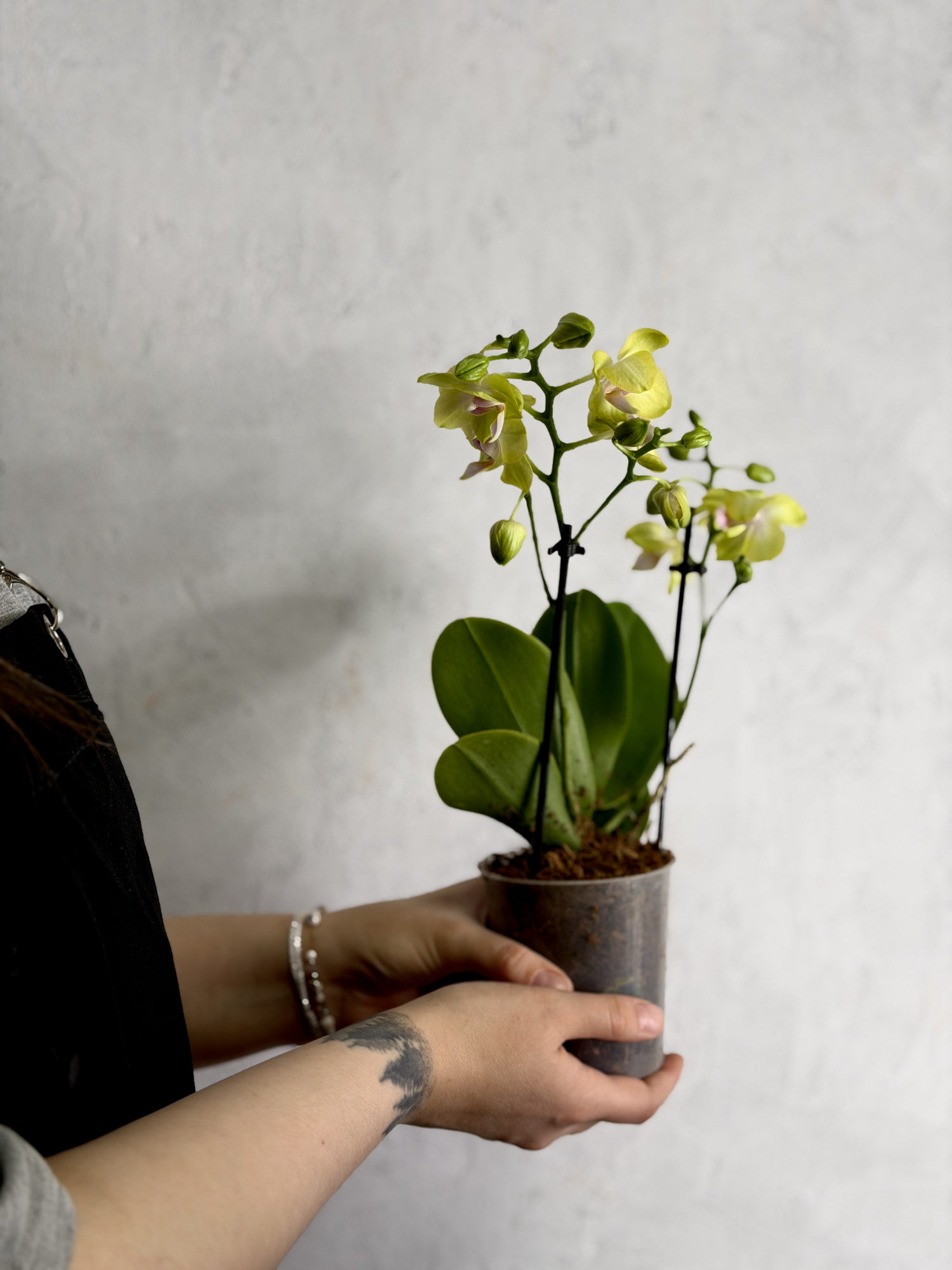 Фаленопсис Саншайн (Phalaenopsis Sunshine) D9см