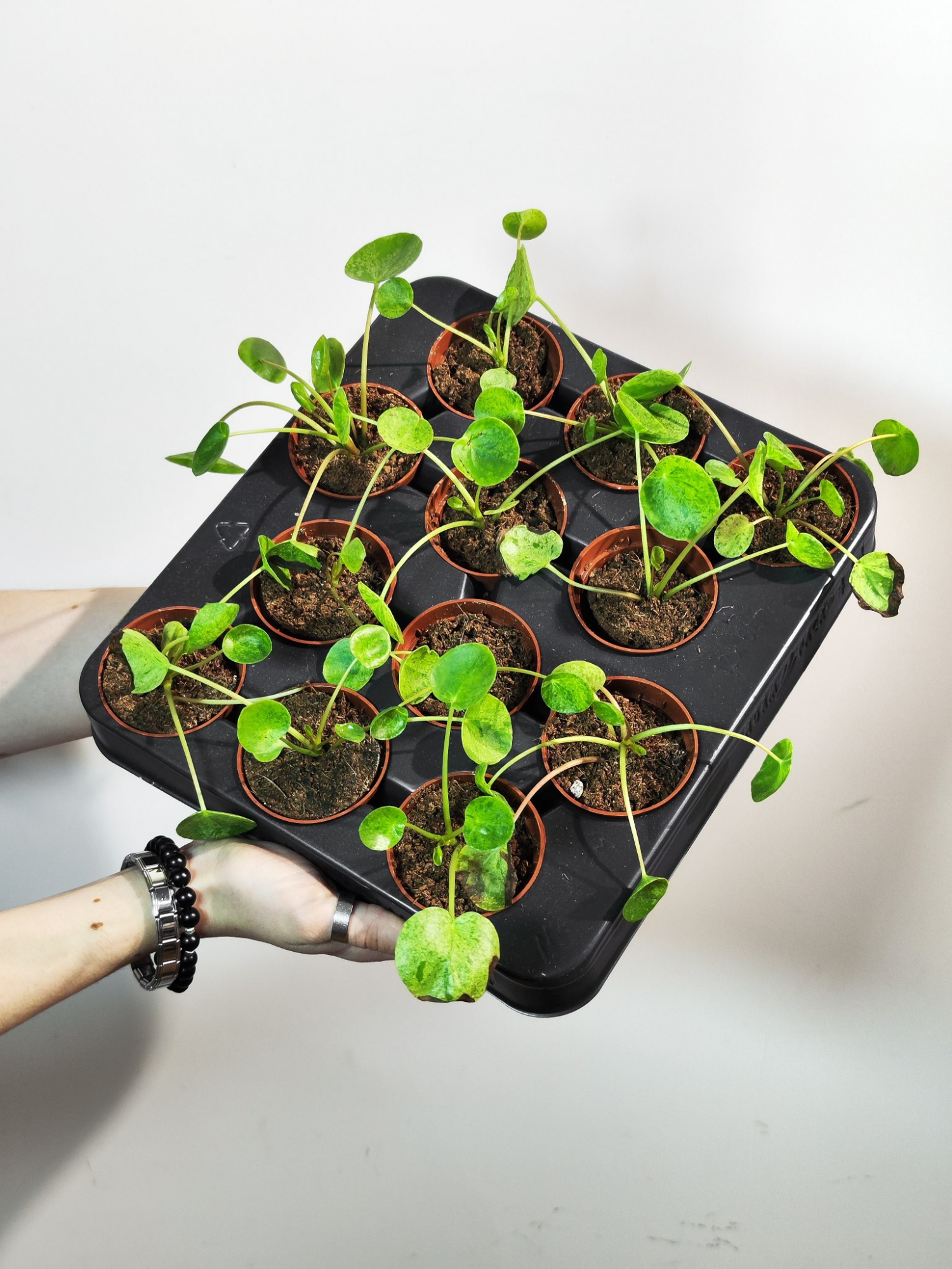 Пилея Пеперомиевидная Мохито (Pilea peperomioides Mojito) D5см
