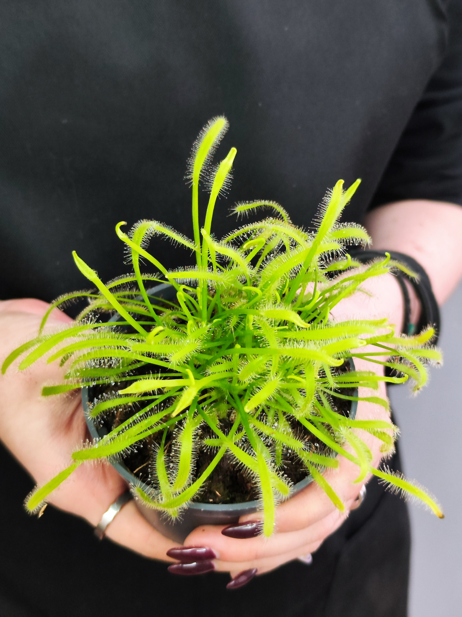 Росянка Альба (Drosera Alba) D9см