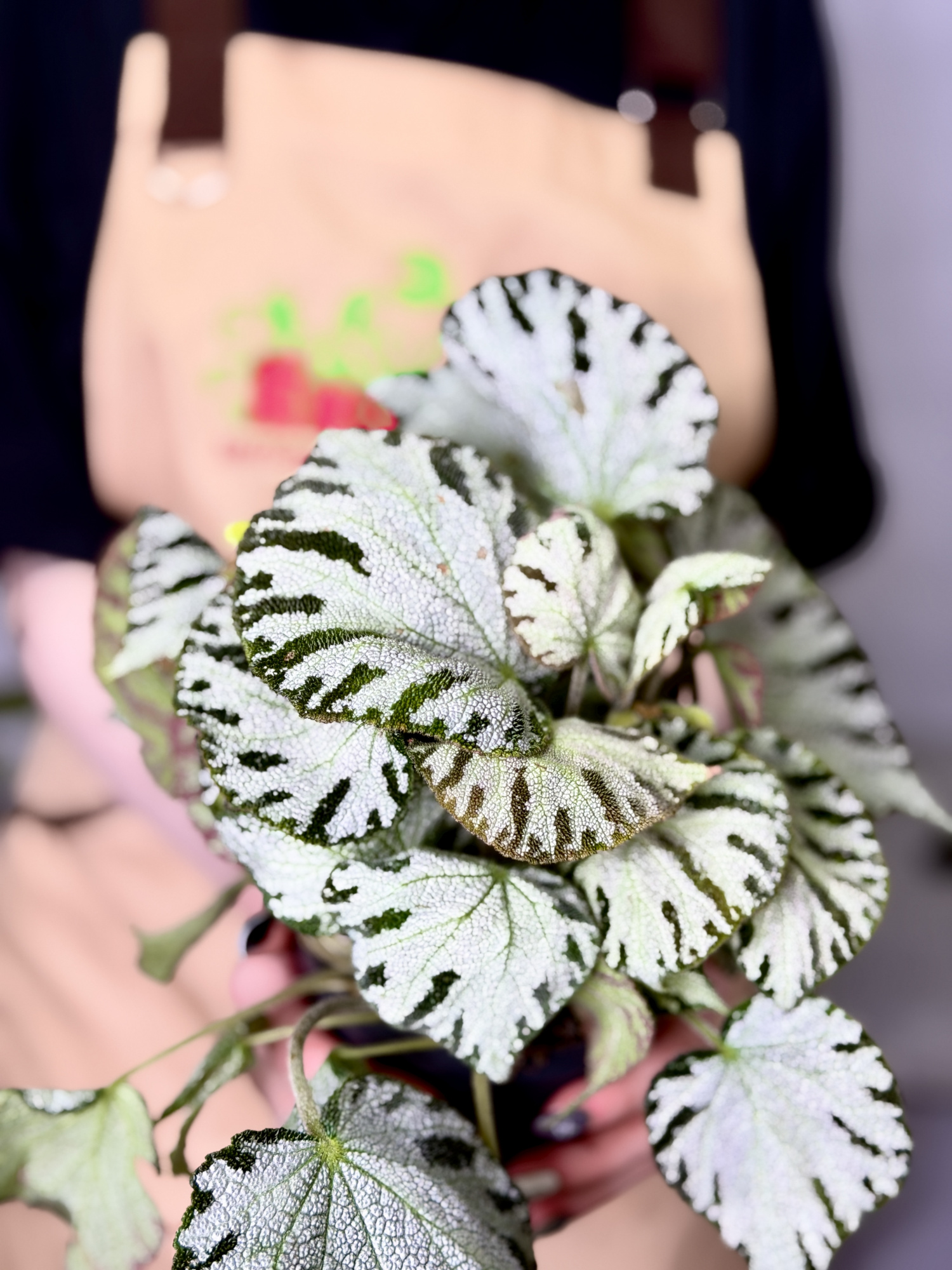 Бегония Сильвер Джевел (Begonia Silver Jewel) D12см