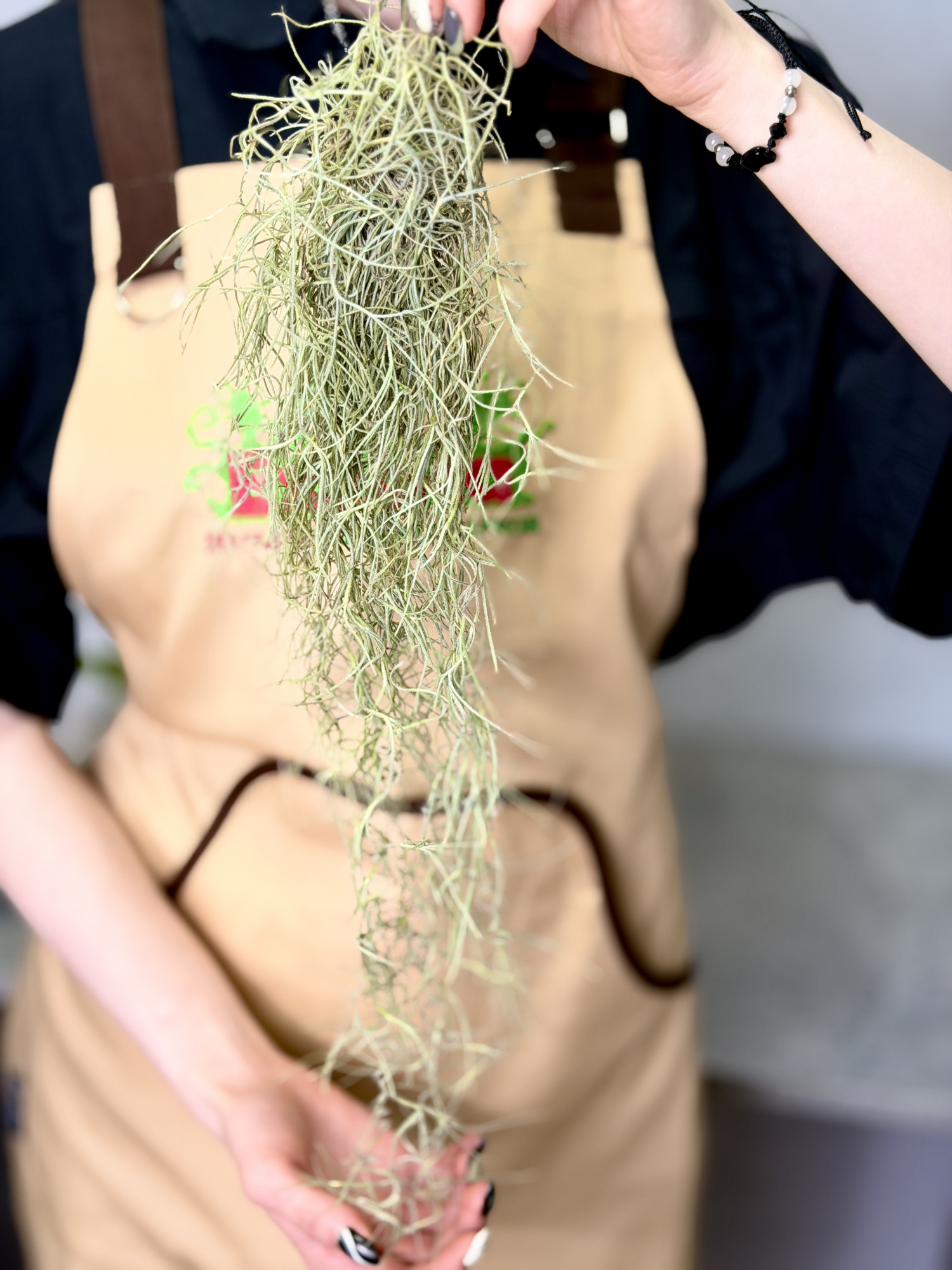 Тилландсия Уснеевидная Мини (Tillandsia Usneoides Mini)