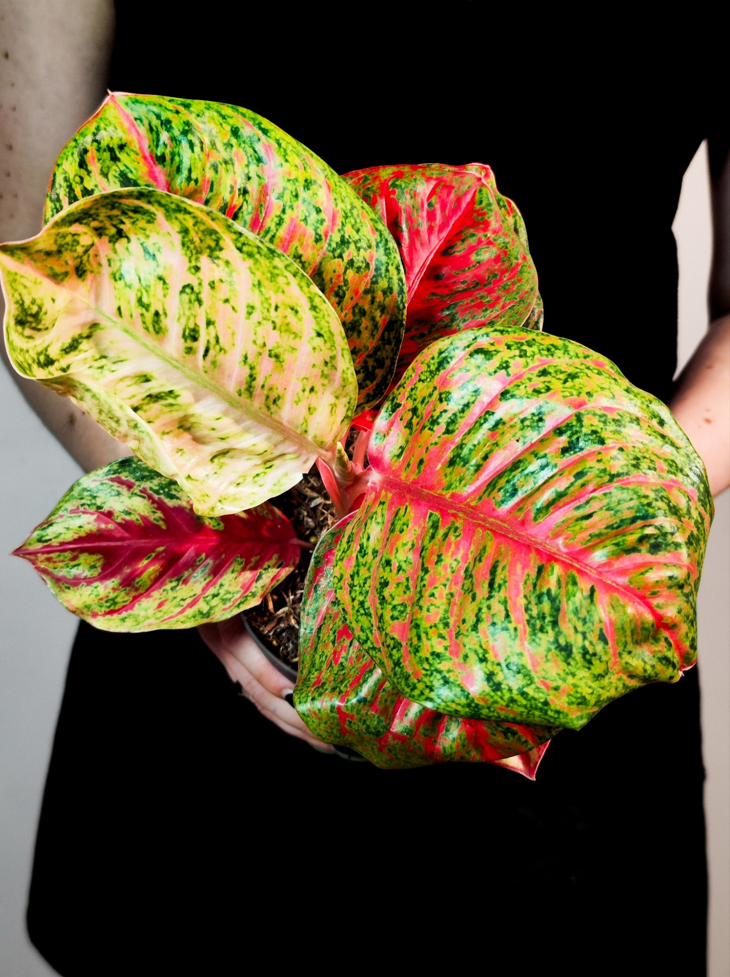 Аглаонема Ред Балун (Aglaonema Red Balloon) D12см