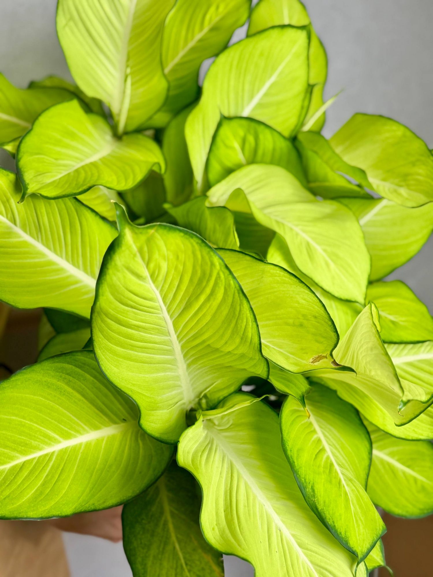 Диффенбахия Тропик Марианна (Dieffenbachia Tropic Marianne) D15см