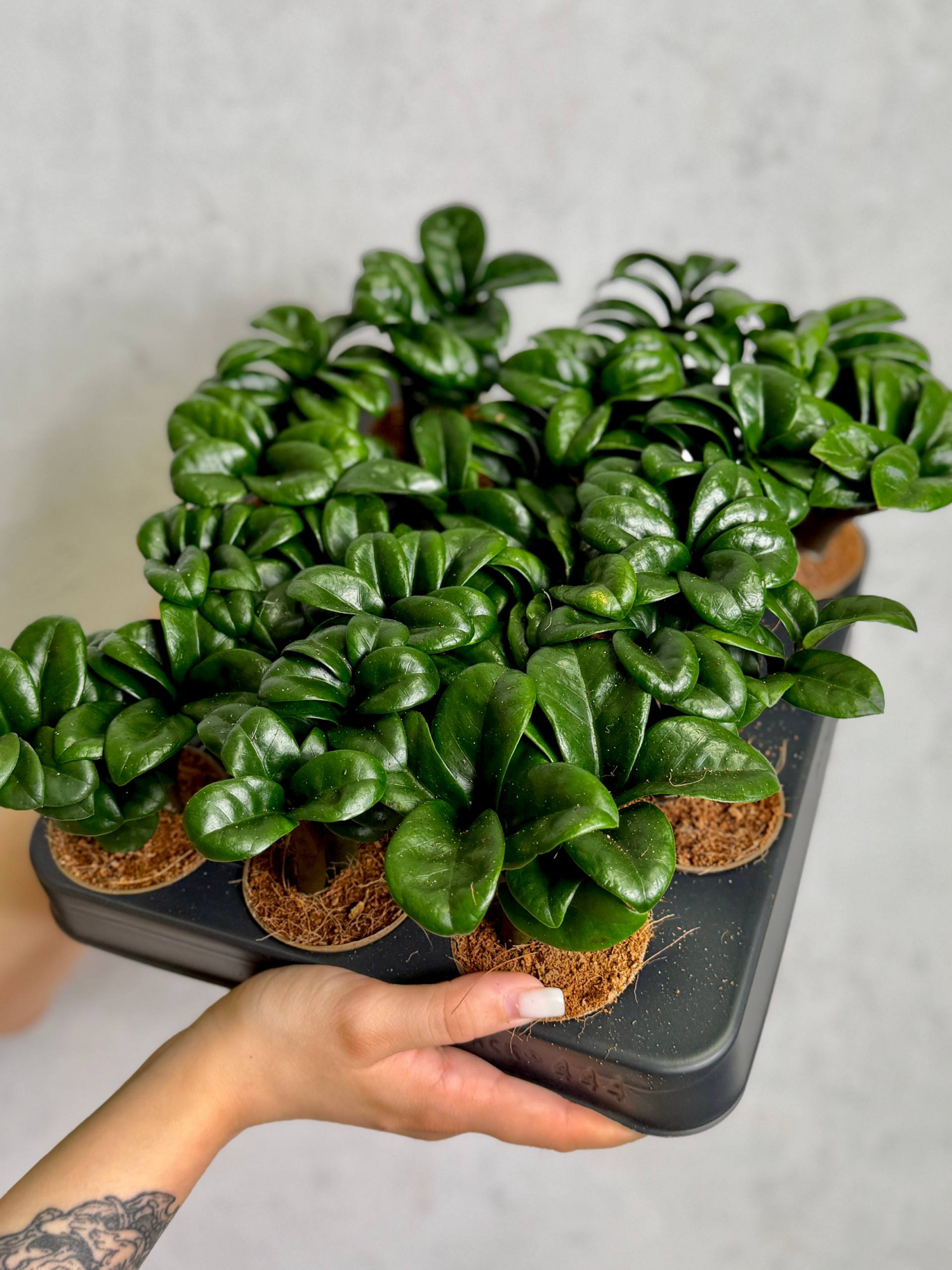 Замиокулькас Зензи Жук (Zamioculcas Zenzi Bug) D6см