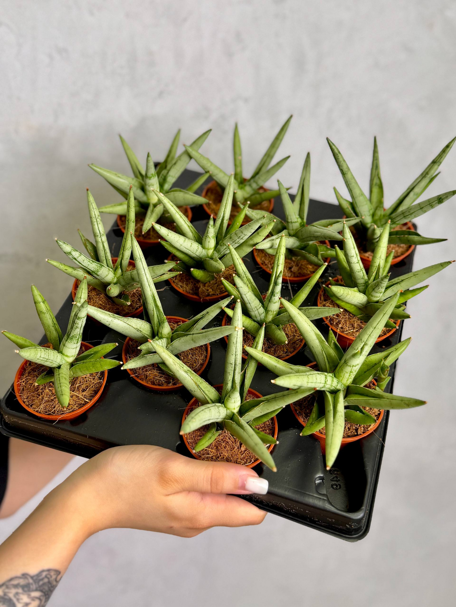 Сансевиерия Сильвер Кроун (Sansevieria Silver Crown) D6см