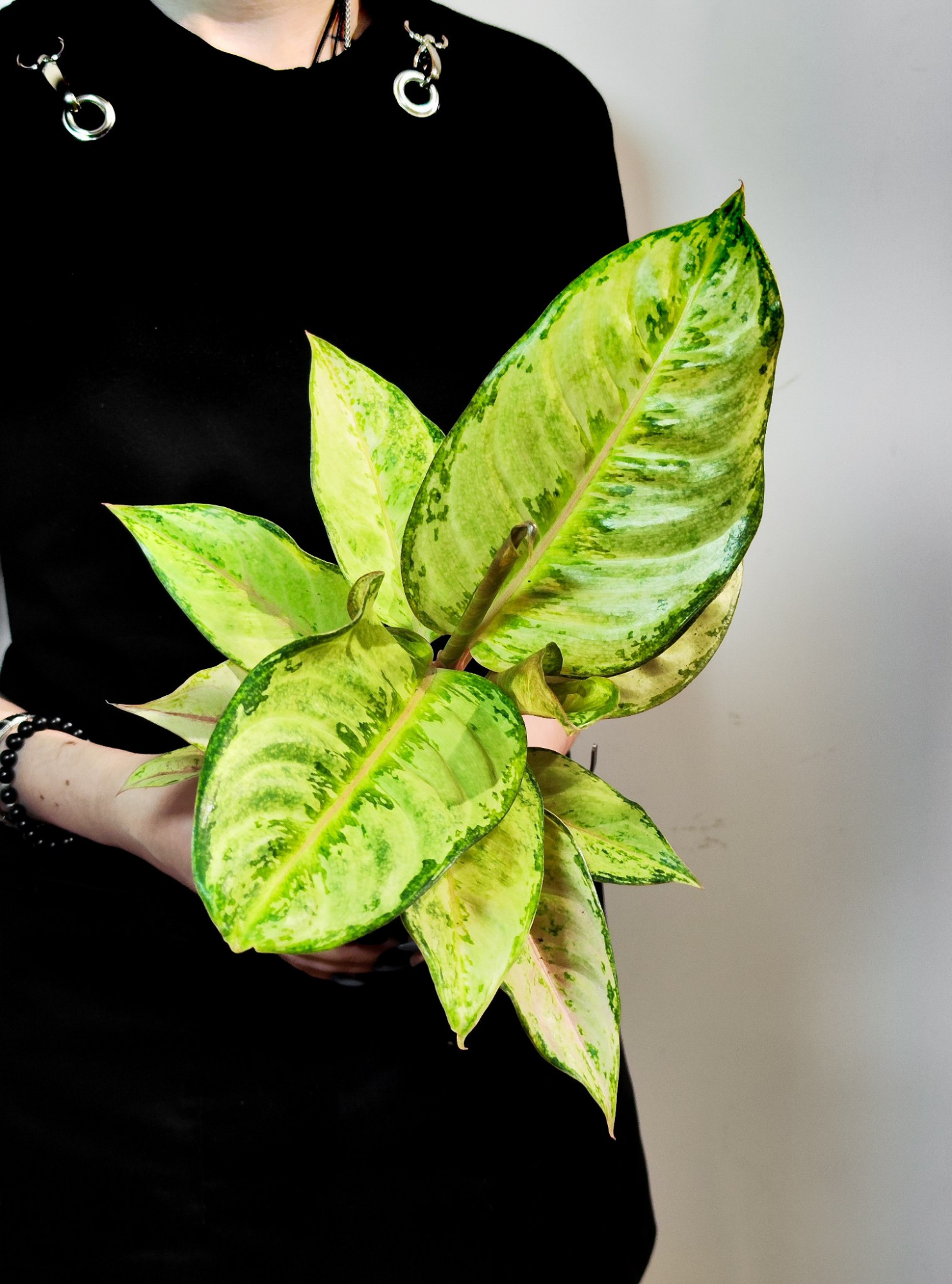 Аглаонема Корн Силк (Aglaonema Corn Silk) D12см