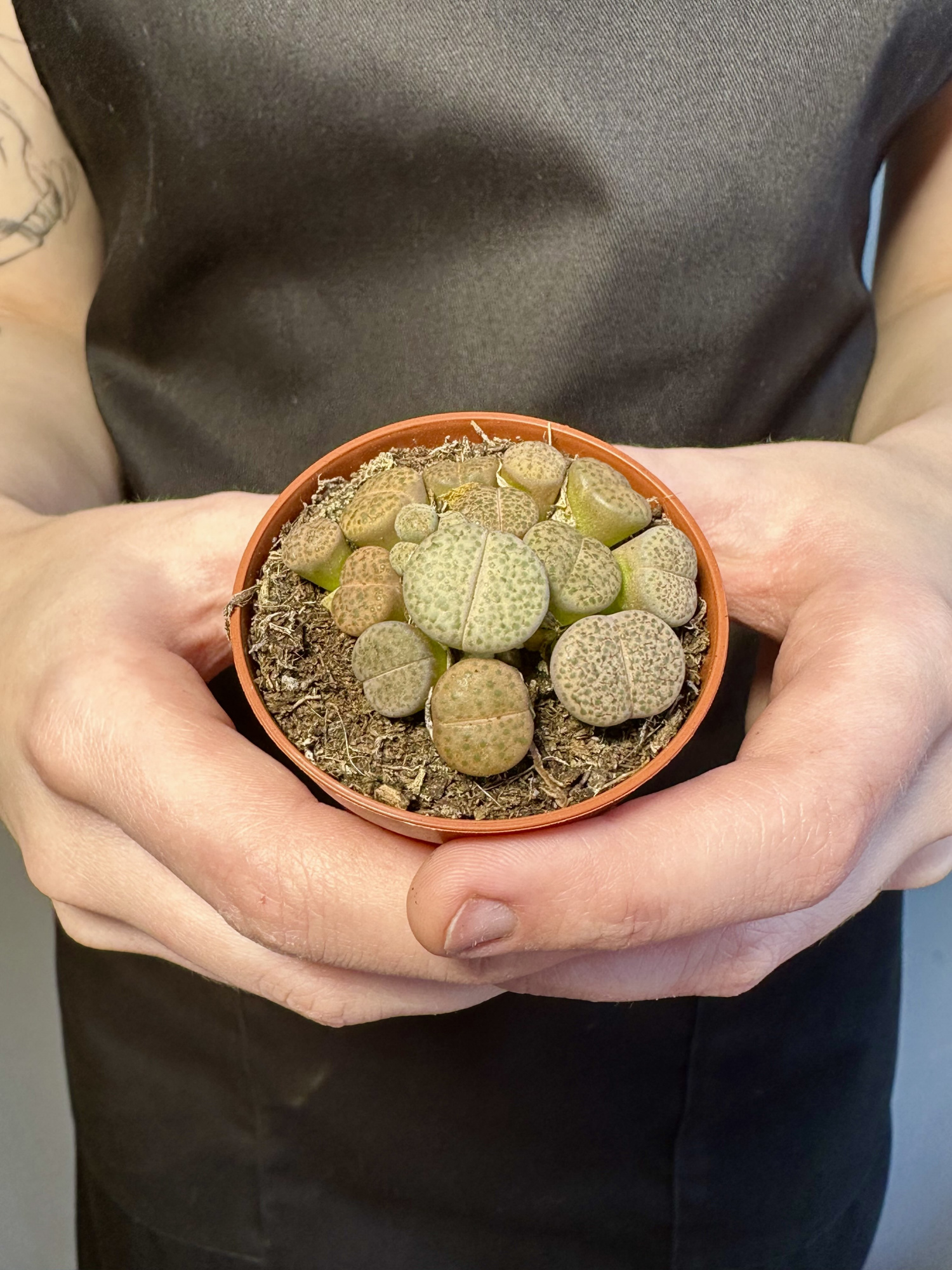 Литопсы Микс (Lithops Mix) D5см