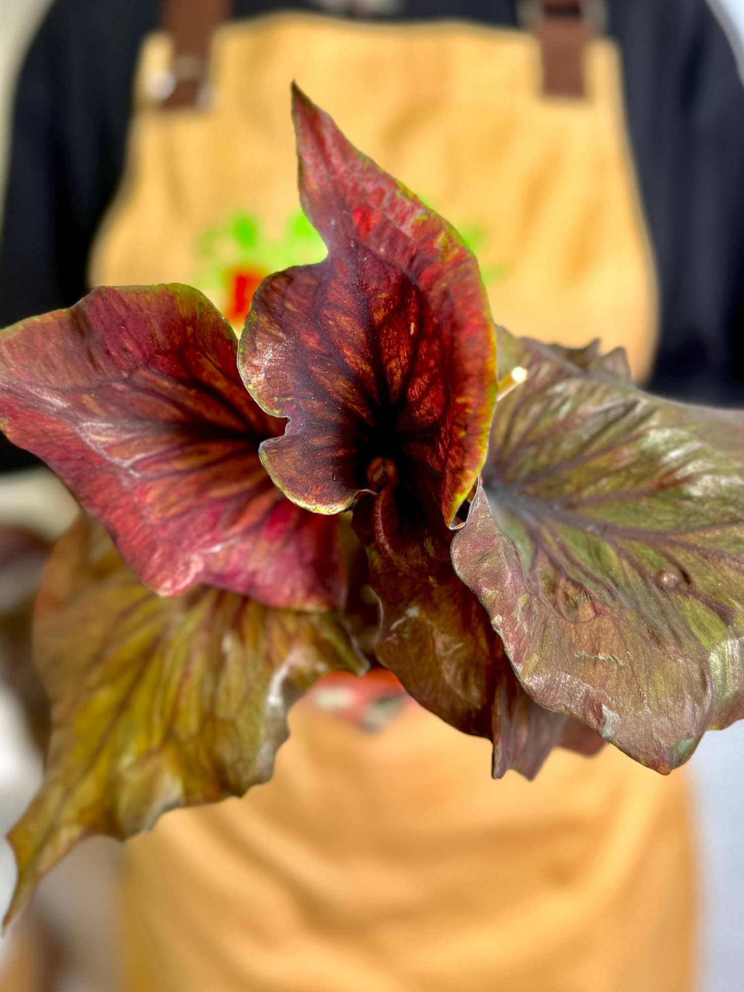 Каладиум Блэк Гибрид (Caladium Black Hibrid) D12см