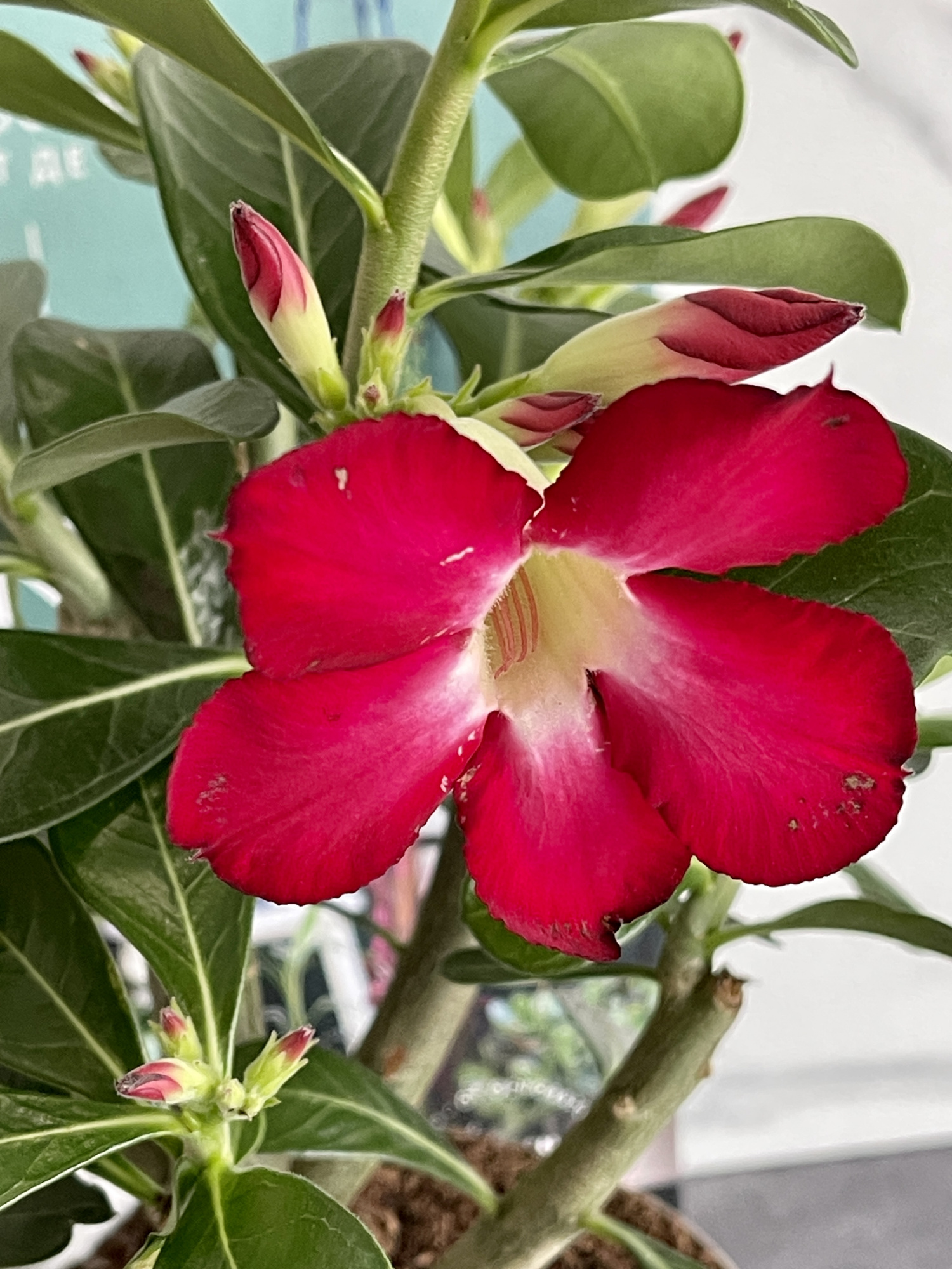Адениум Тучный Анук (Adenium Obesum Anouk) D12см