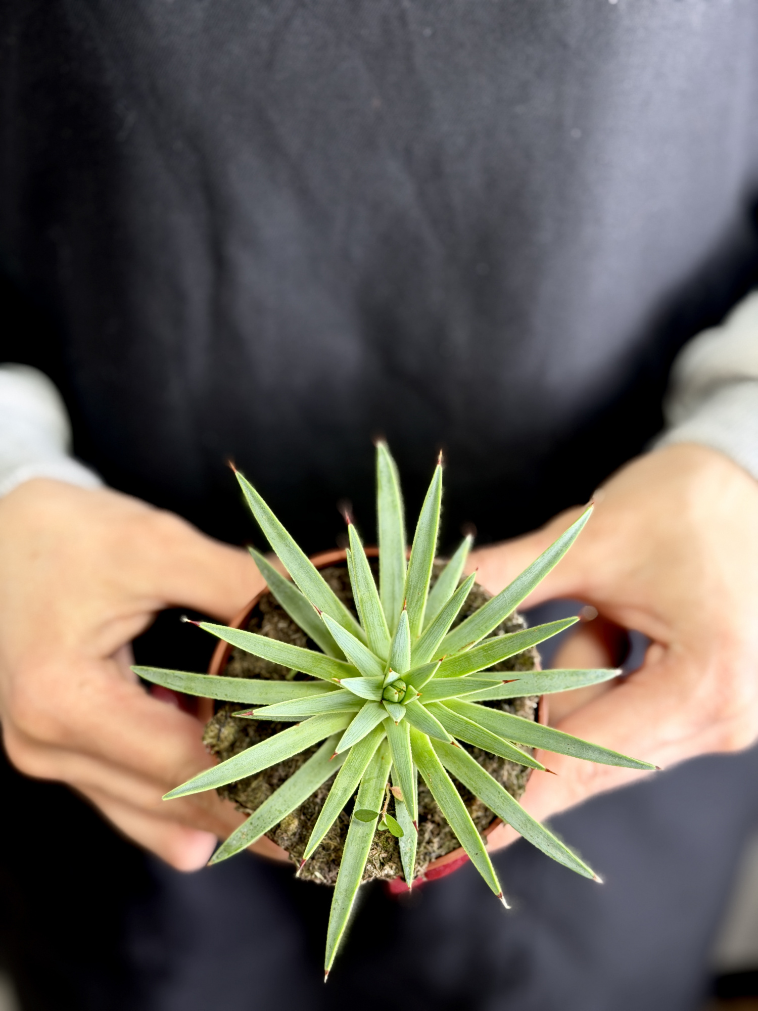 Агава Стрикта Нана (Agave Stricta Nana) D8,5см