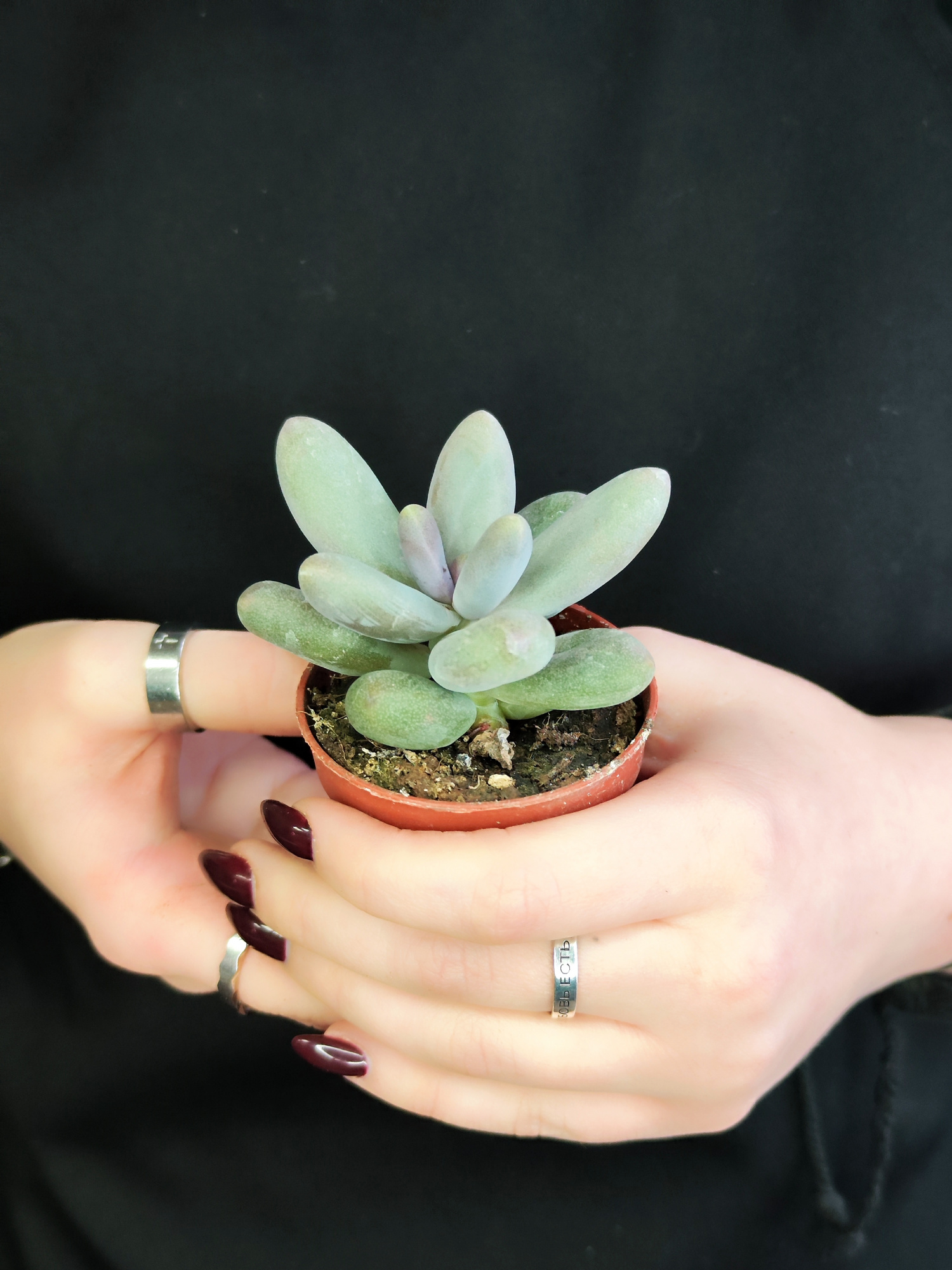 Пахифитум Овиферум Даймонд (Pachyphytum Oviferum Diamond) D5см