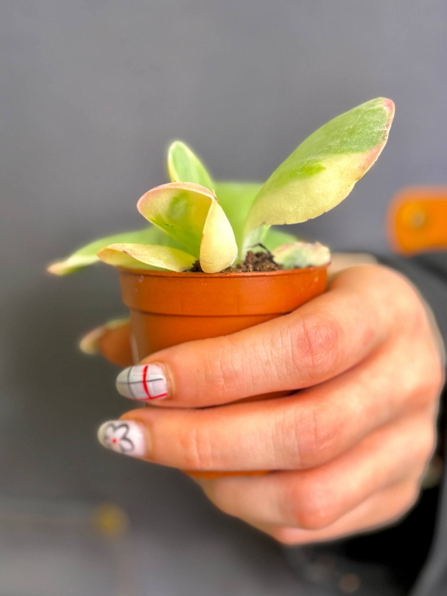Каланхоэ Тирсифлора Вариегата (Kalanchoe Thyrsiflora Variegata) D5см