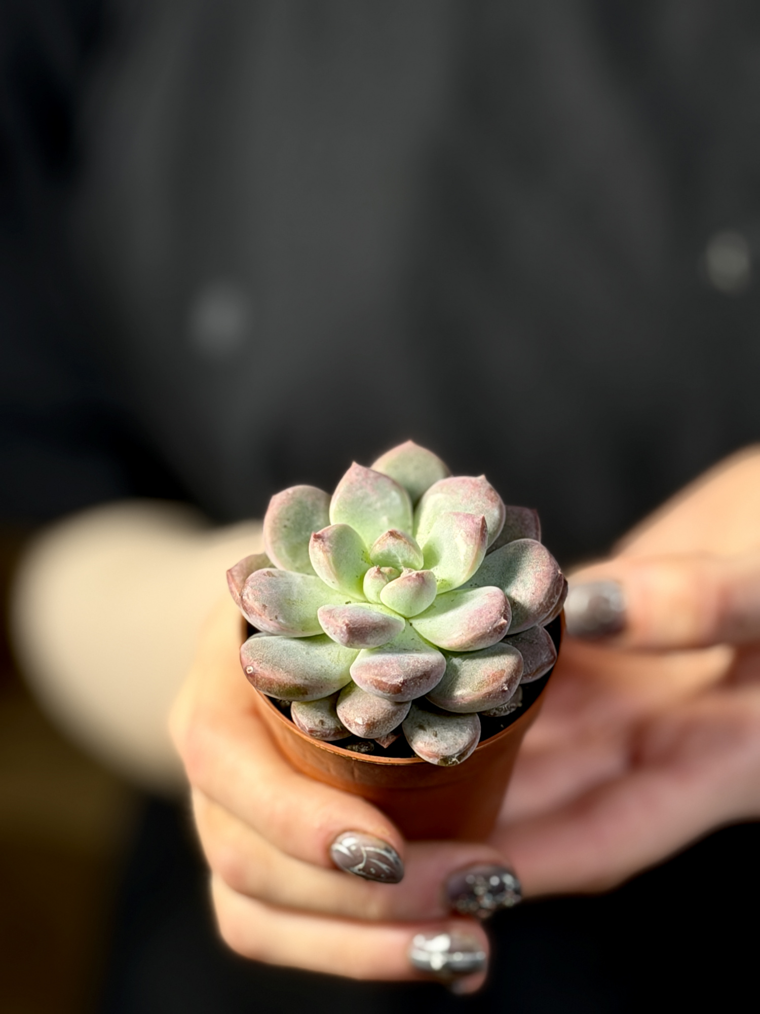 Эхеверия Монро (Echeveria Monroe) D5см