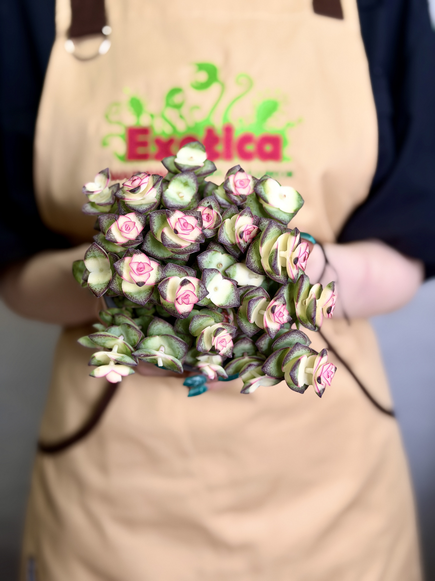 Крассула Стар Принц Брокадэ (Crassula Star Prince Brocade) D11см