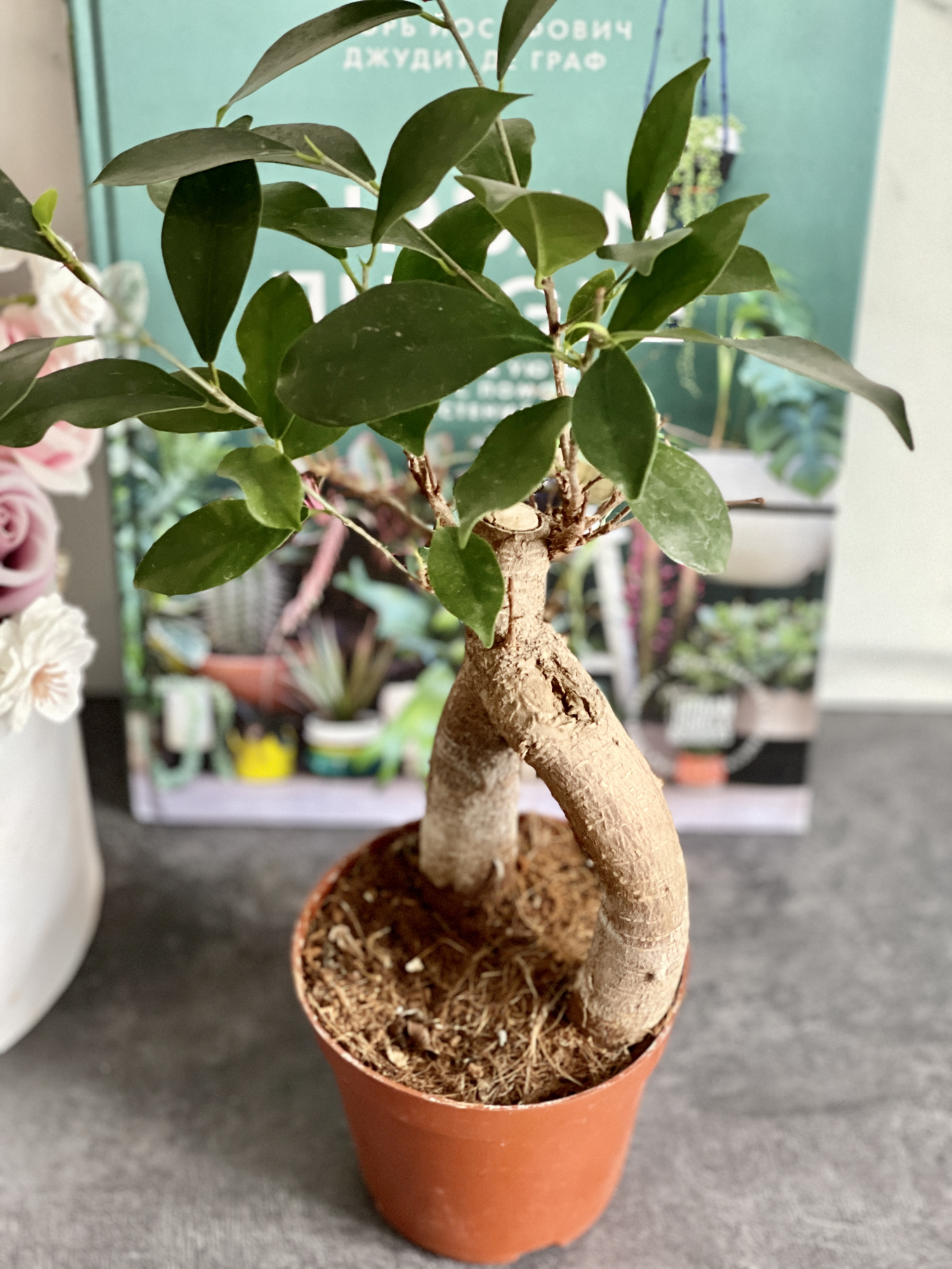 Бонсай Фикус микрокарпа (Ficus microcarpa) D11см (уцененный)