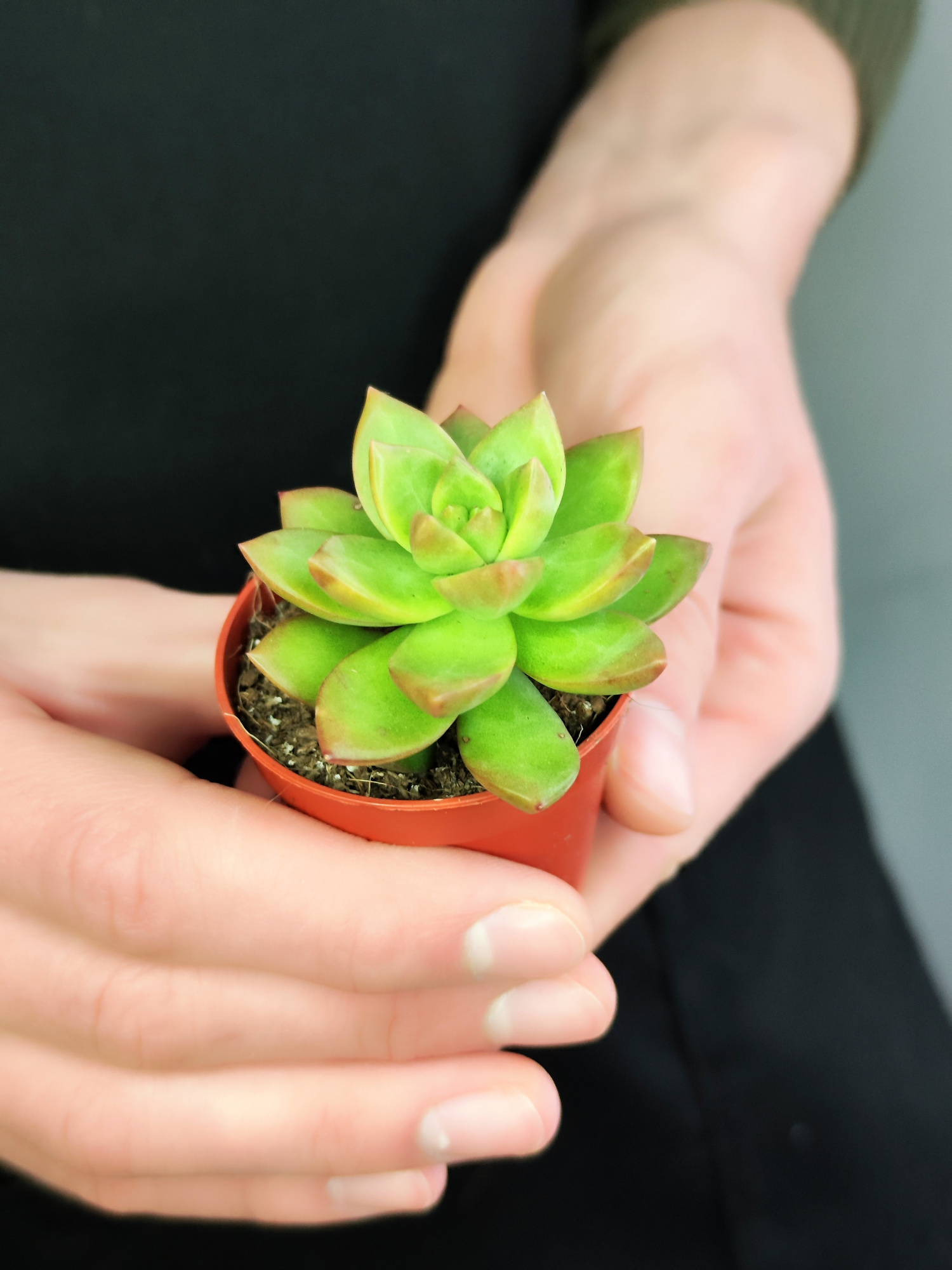 Седум Нуссбаумера Мини (Sedum Nussbaumeriana) D5см