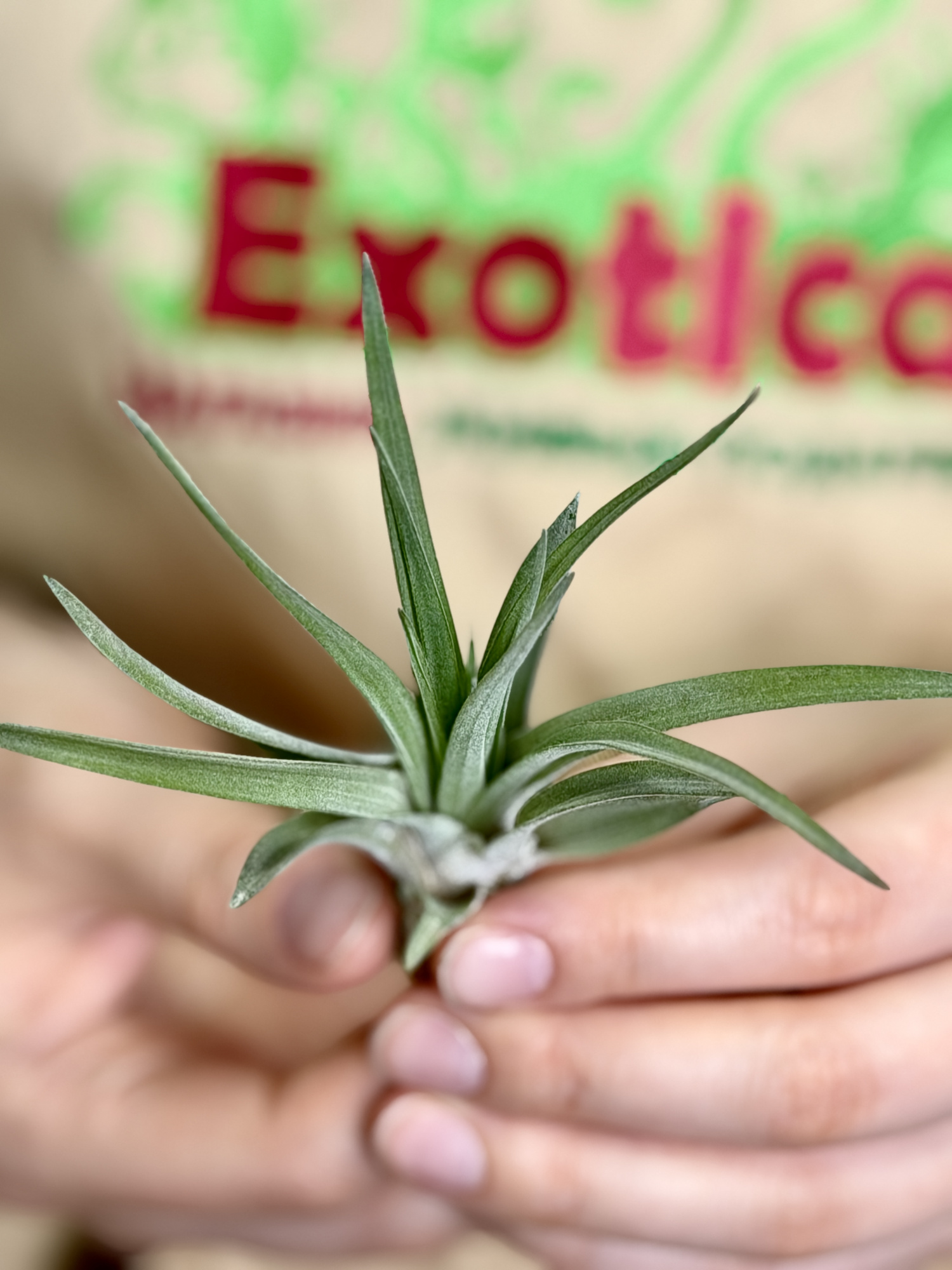 Тилландсия Велютина Мини (Tillandsia Velutina Mini)