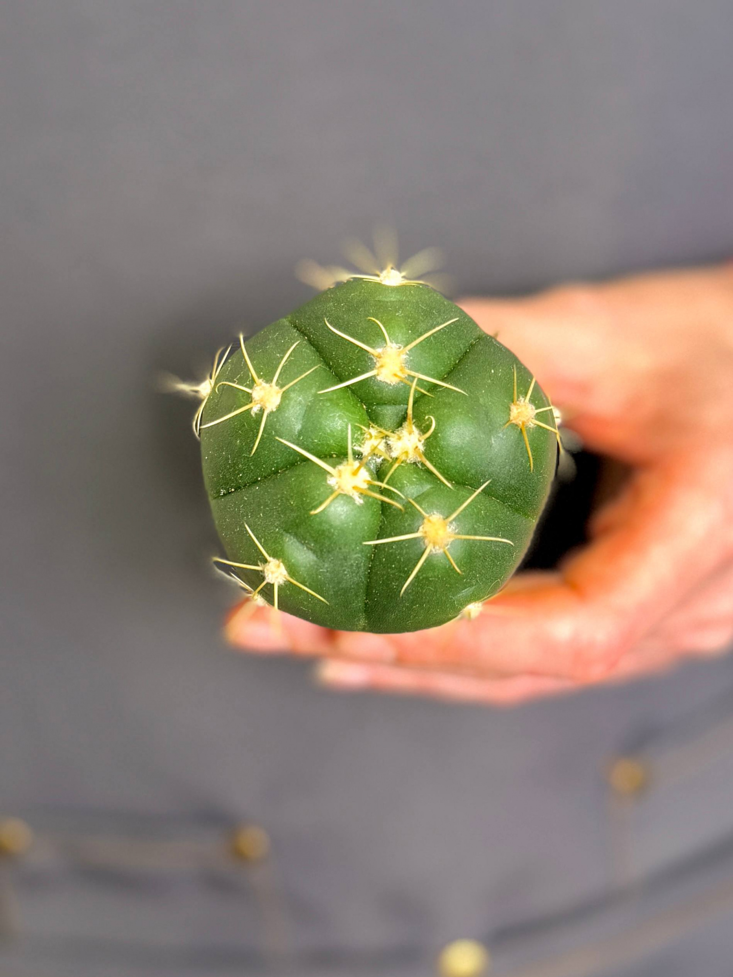 Гимнокалициум Хорста (Gymnocalycium Horsti) D5см