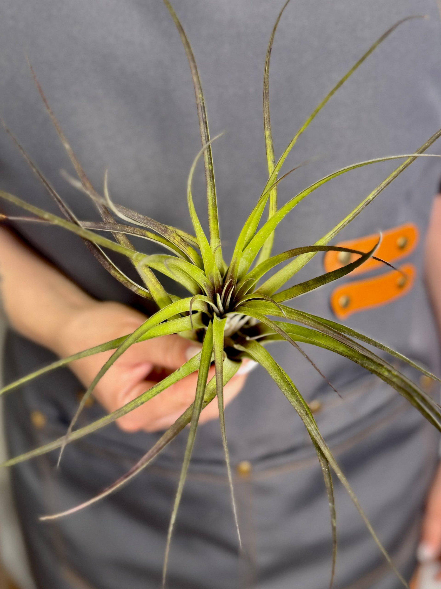 Тилландсия Капитата Блэк XL (Tillandsia Capitata Black XL)