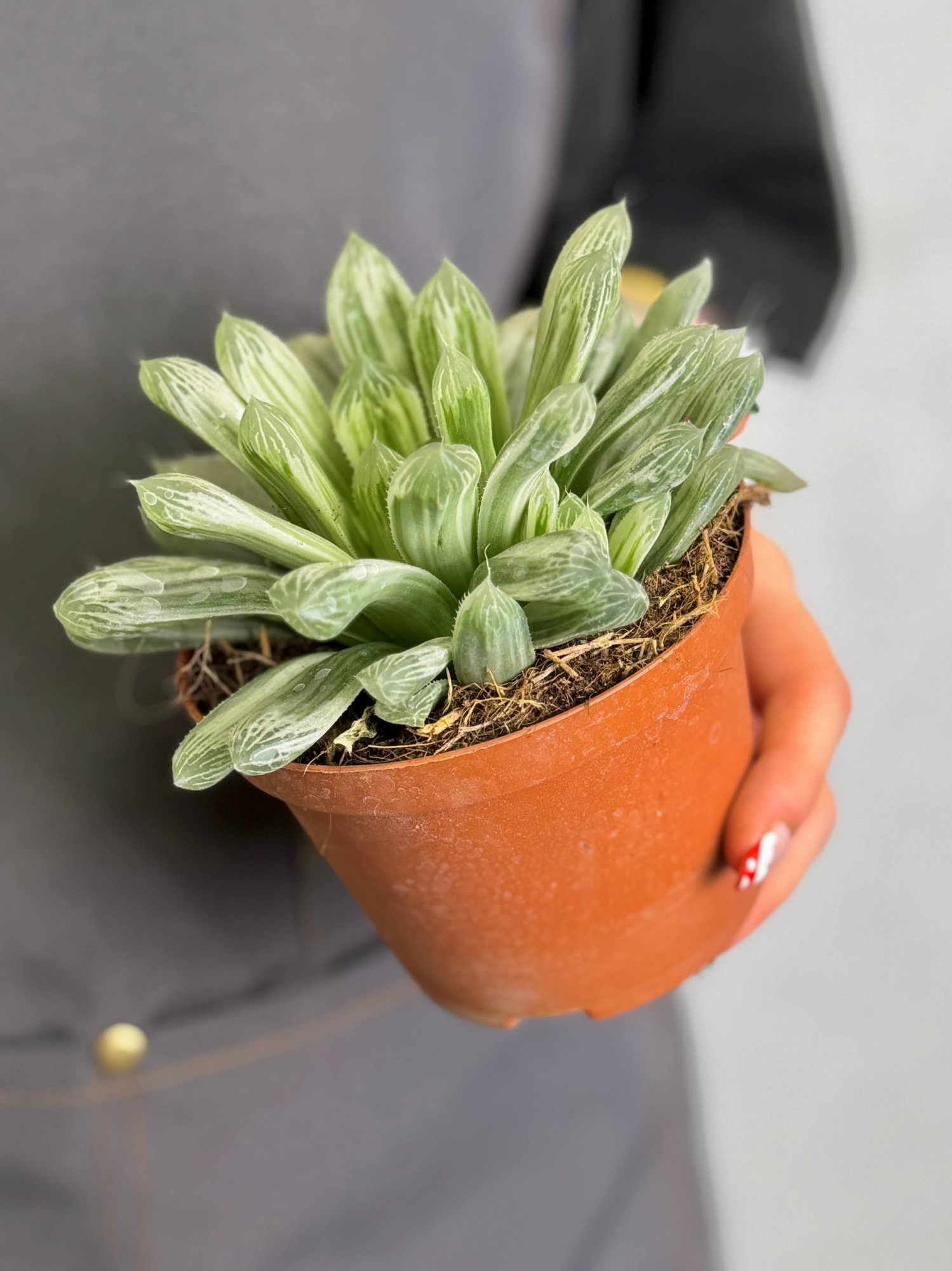 Хавортия Цимбиформис Белый Тигр (Haworthia Cymbiformis White Tiger) D10см