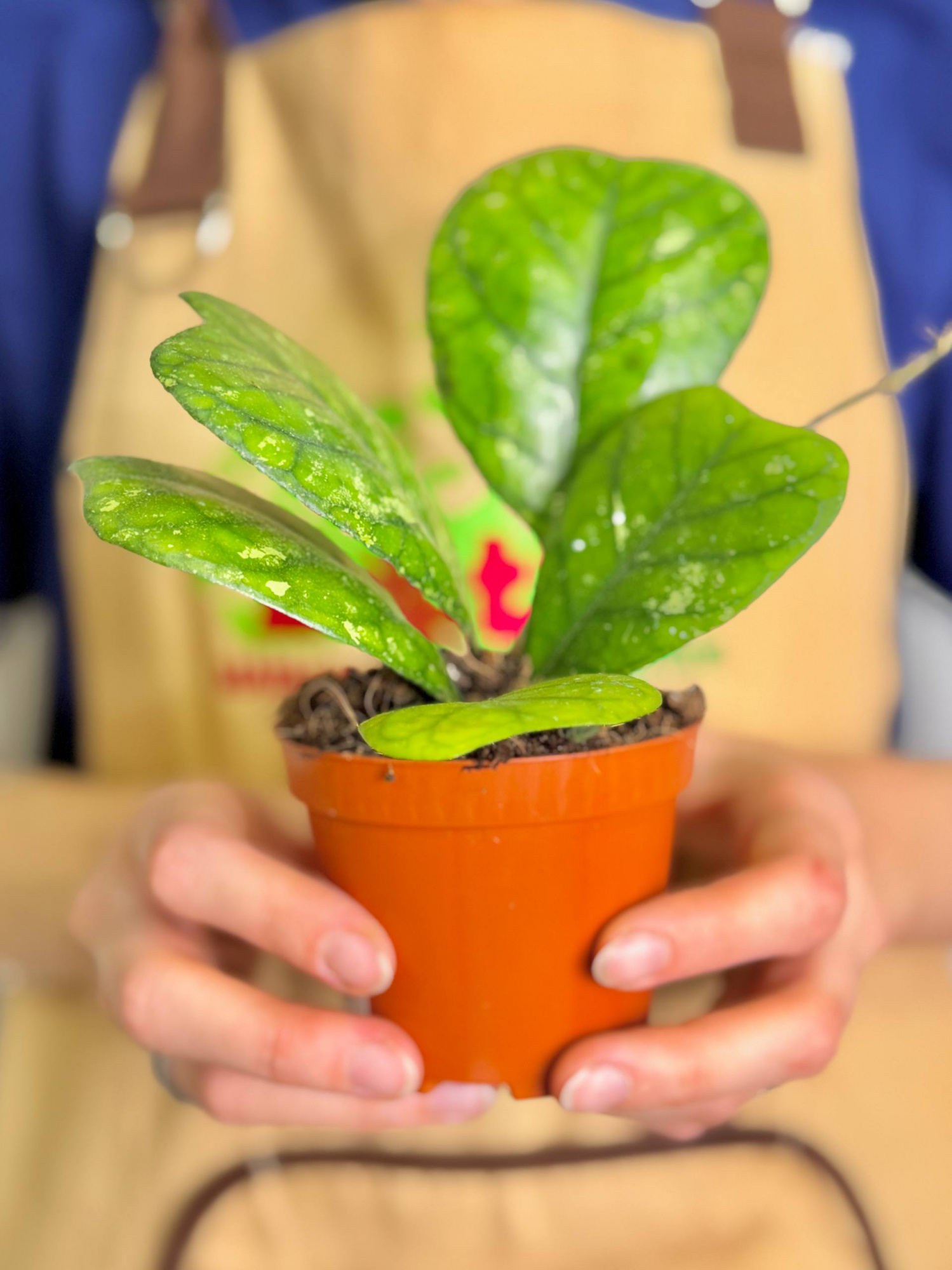 Хойя Дейкей (Hoya Deykei) D8см