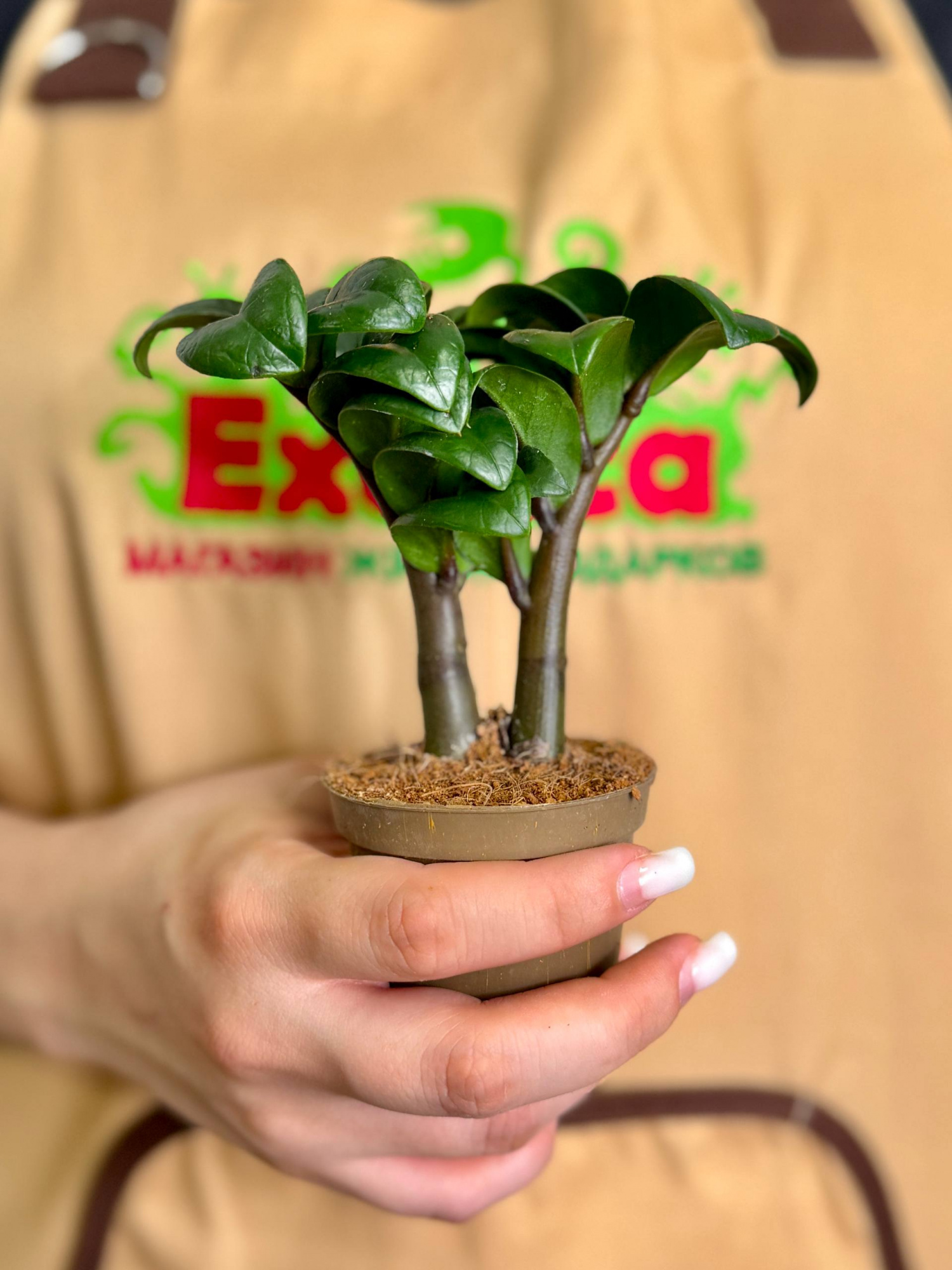 Замиокулькас Зензи Жук (Zamioculcas Zenzi Bug) D6см