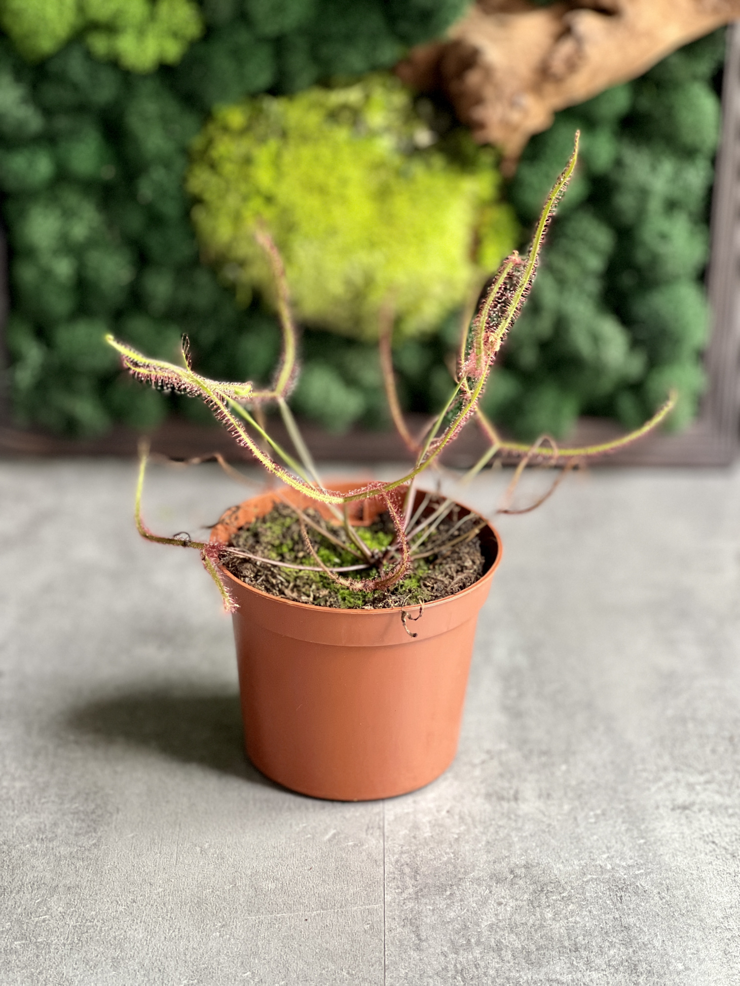 Росянка Бината (Drosera Binata) D9см