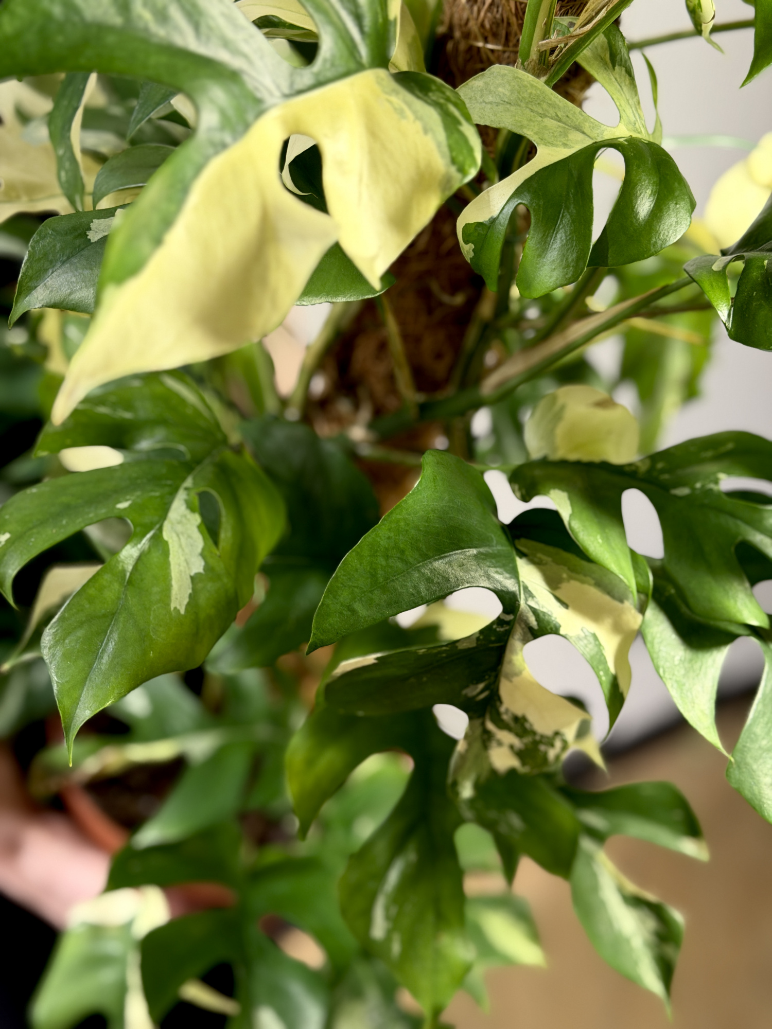 Монстера Рафидофора Тетрасперма Вариегатная (Rhaphidophora Tetrasperma Variegata) D17см