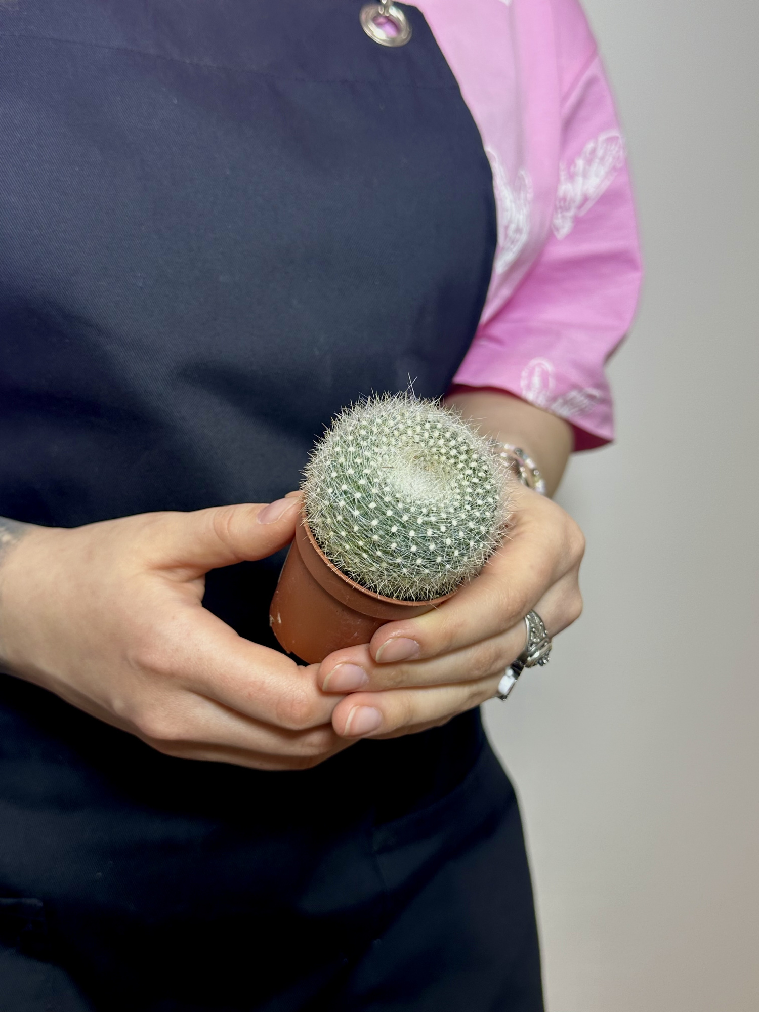 Нотокактус Хазельберга (Notocactus Hasselbergii) D5см