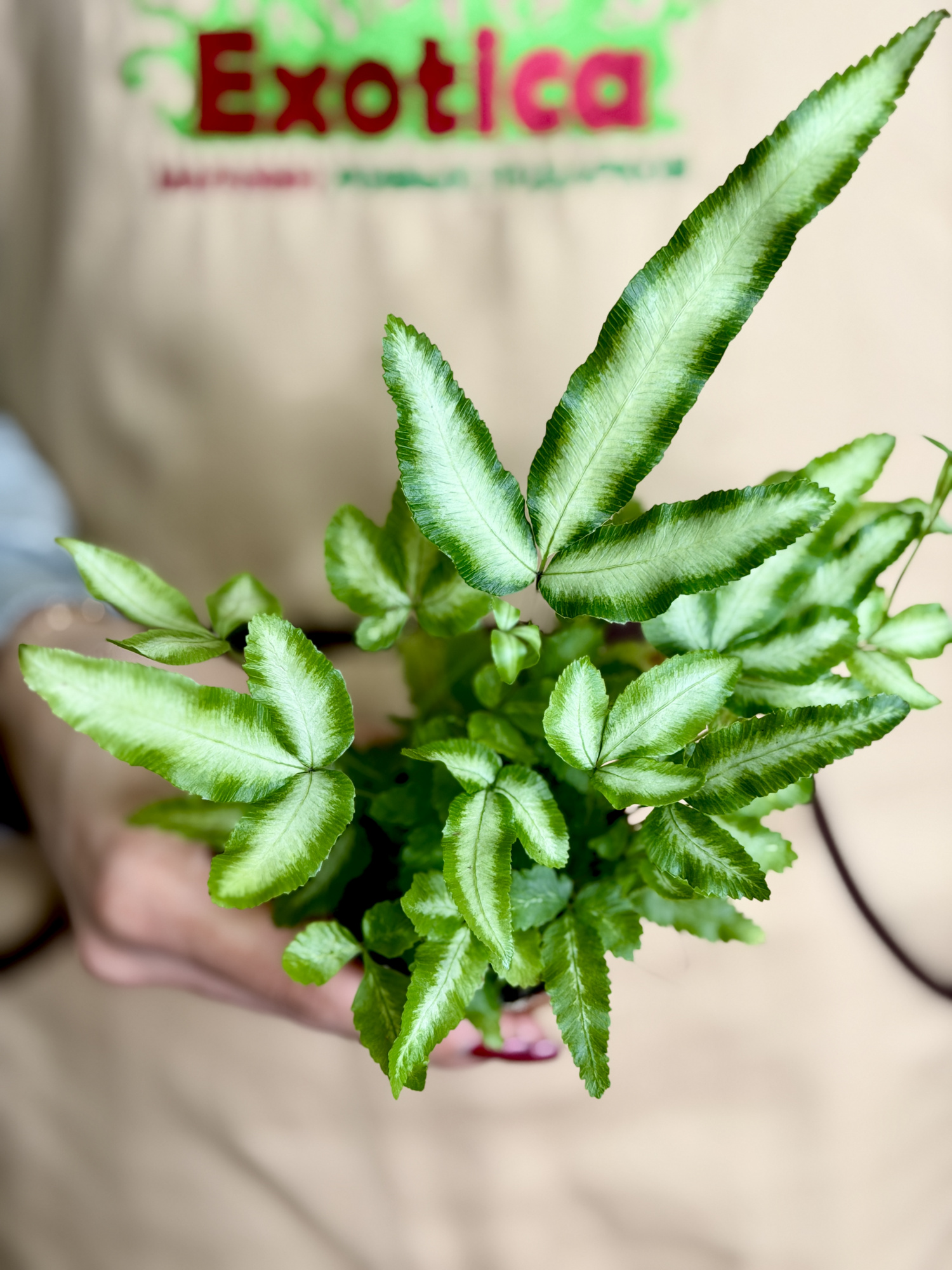 Птерис Критский Альболинеата (Pteris Cretica Albolineata) D7см