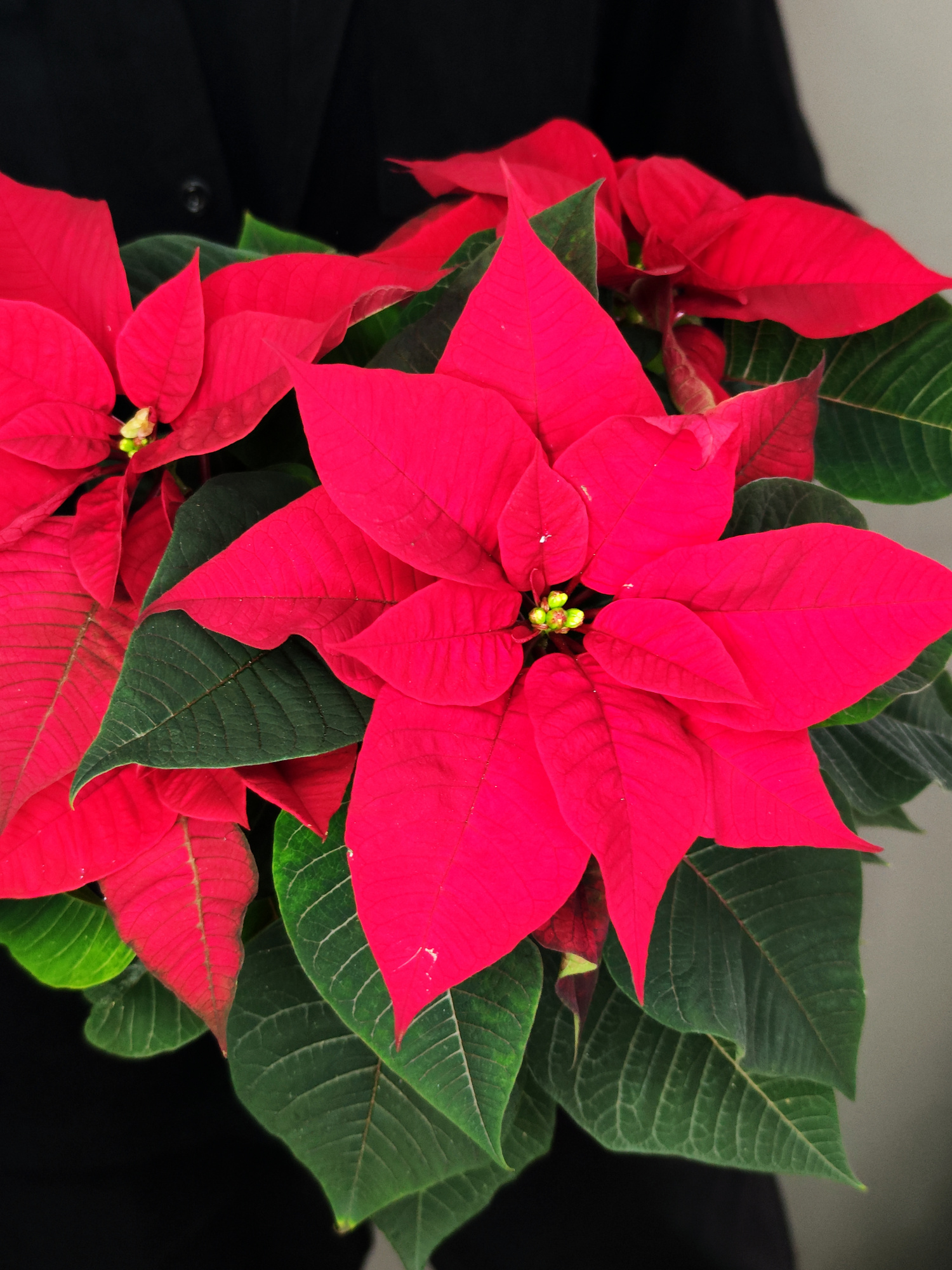 Пуансеттия Фрея Красная (Poinsettia Freya Red) D13см