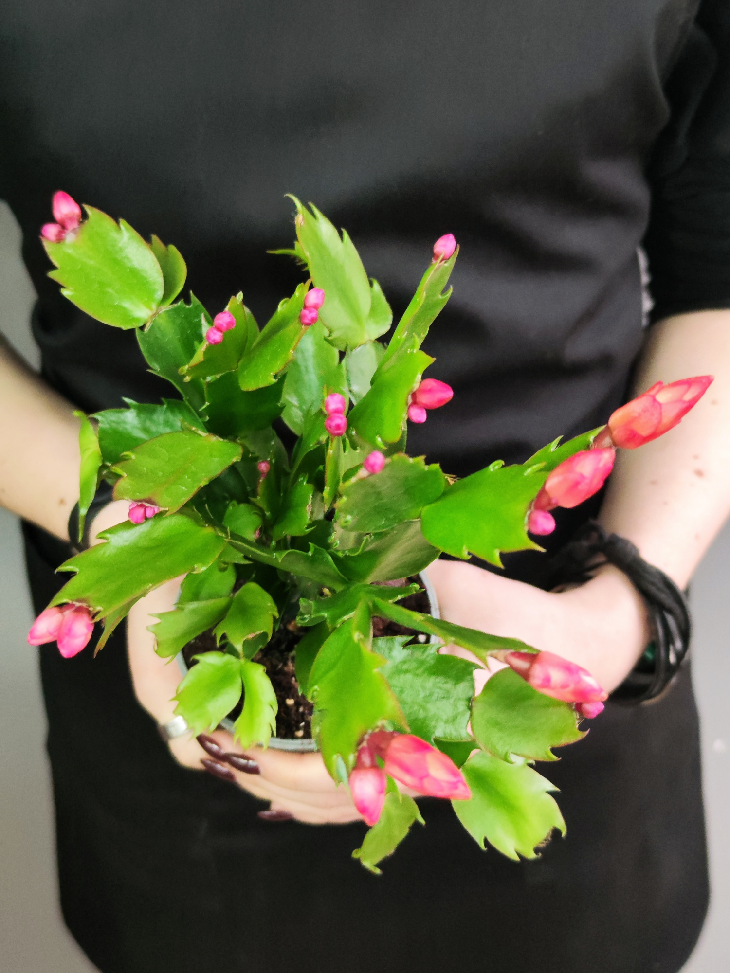 Декабрист Оранжевый, или Шлюмбергера (Schlumbergera Tendenza Orange) D9см