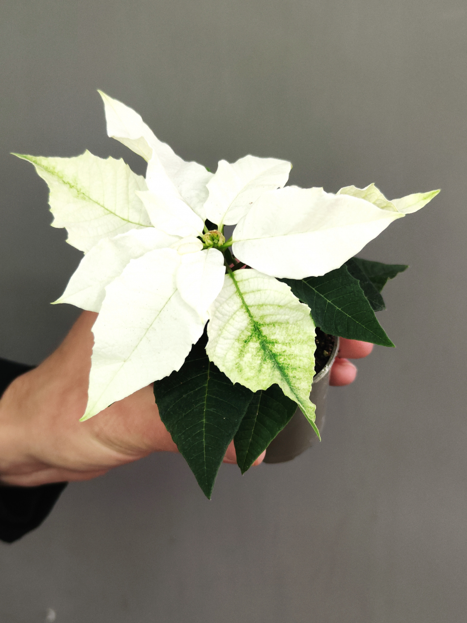 Пуансеттия Белая (Poinsettia White) D6см