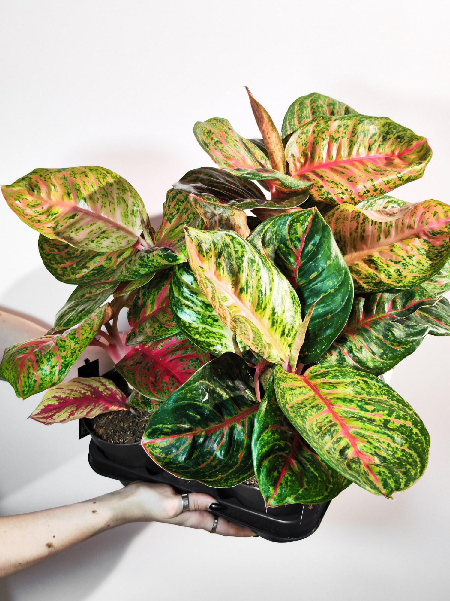 Аглаонема Ред Балун (Aglaonema Red Balloon) D12см